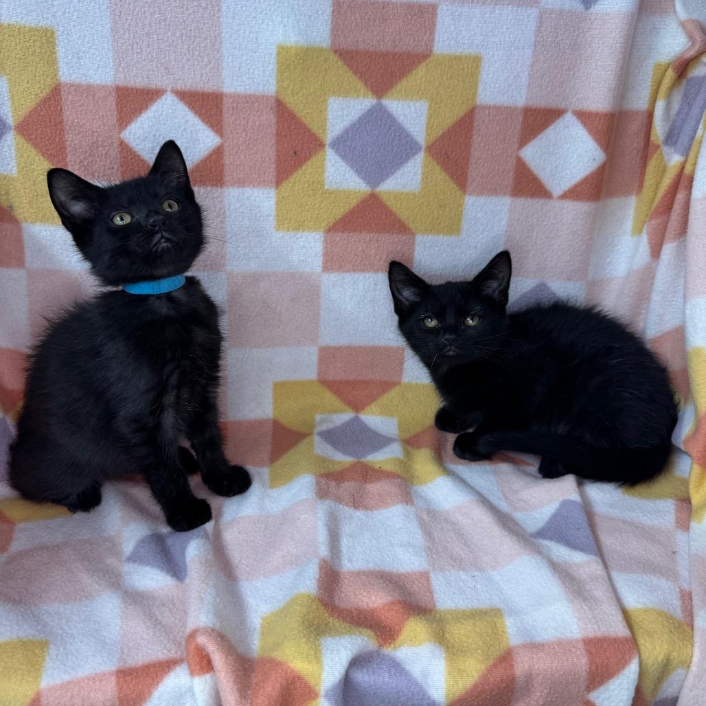Stitch and Bluey, a Adoptable mixed breed in Mount Vernon, IL image 6/6