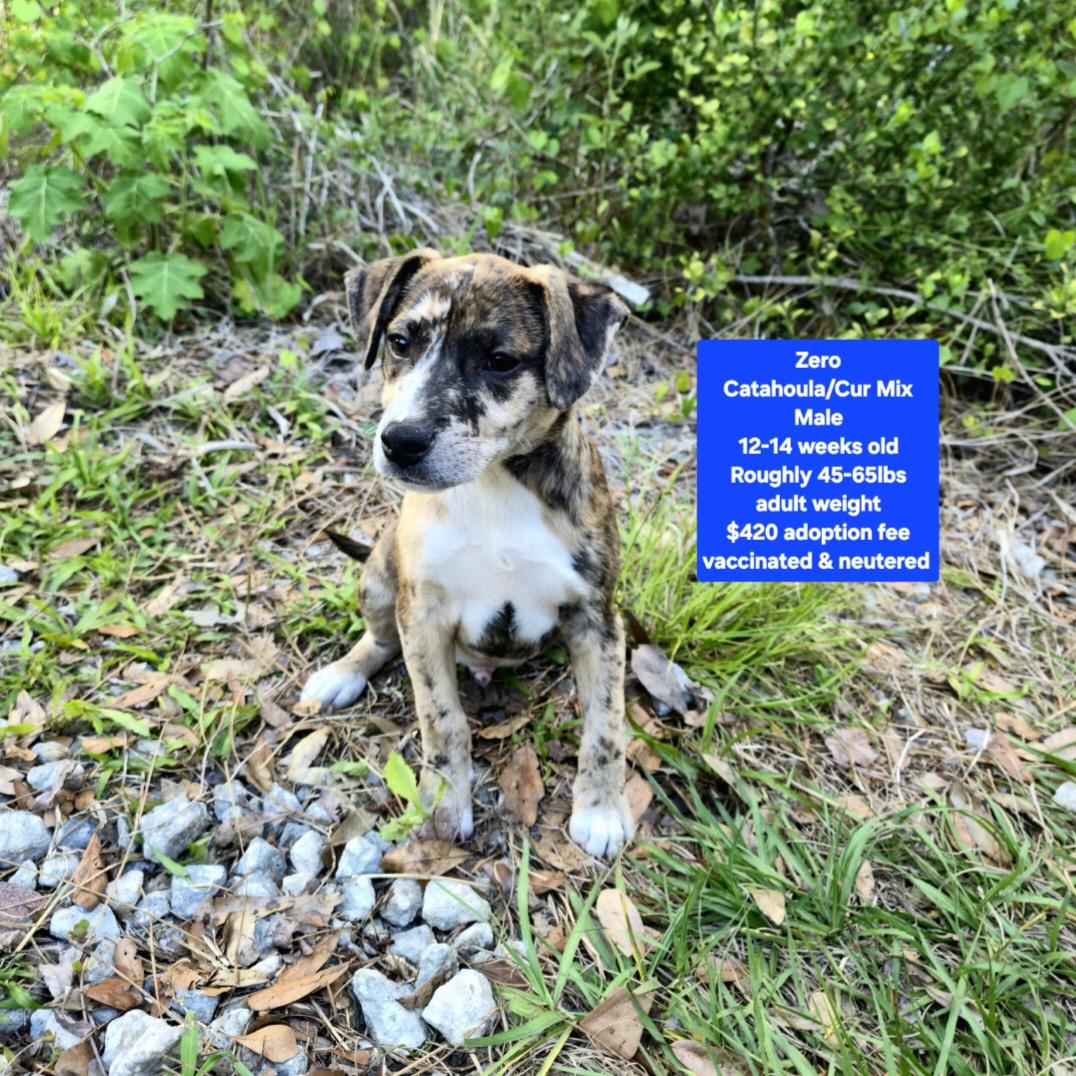 Enlarge Zero, a ADOPTABLE mixed breed in Oviedo, FL image 1/1