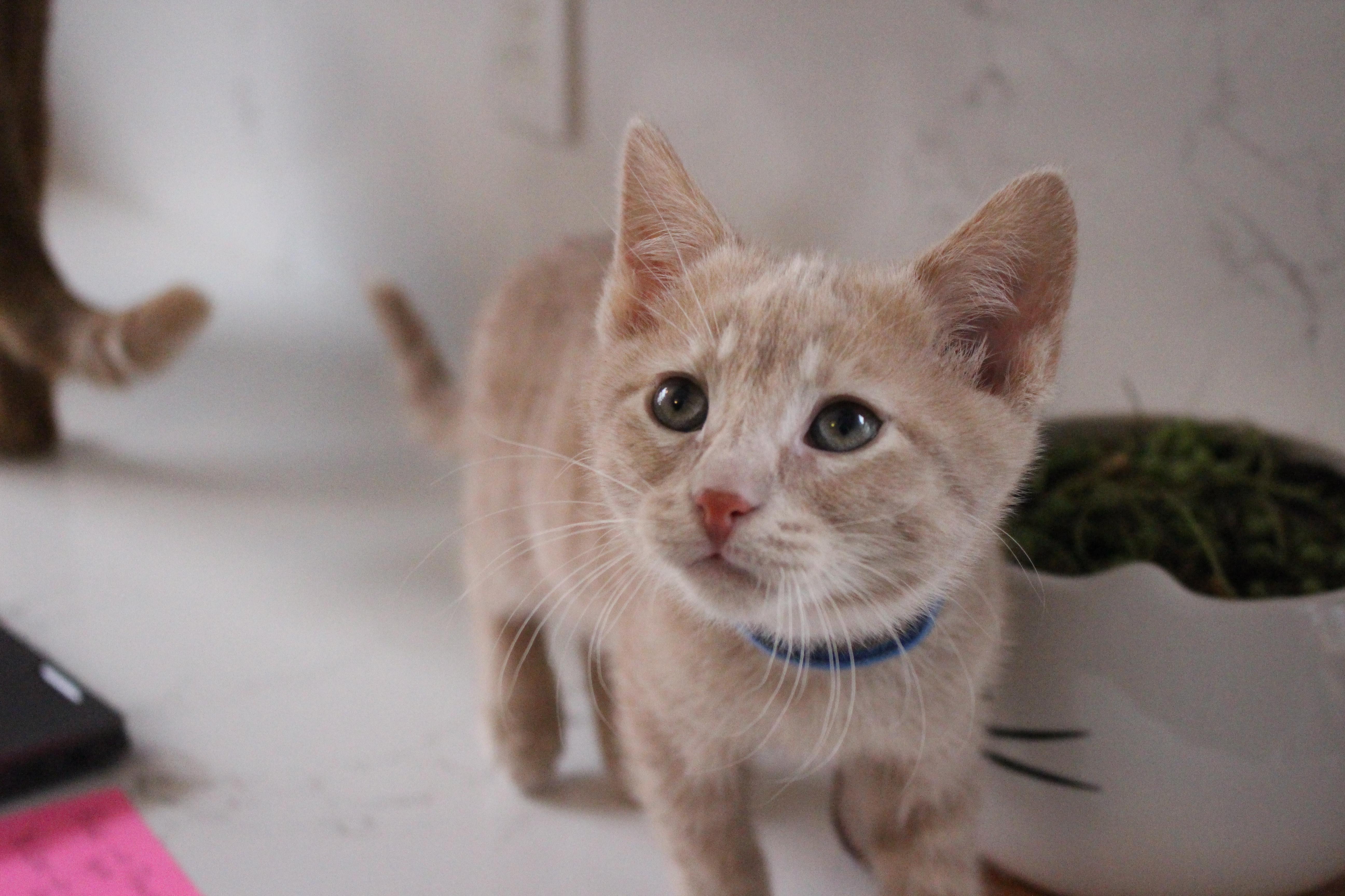 Enlarge Pawsicle, an adopted Domestic Short Hair in Elgin, IL image 1/6