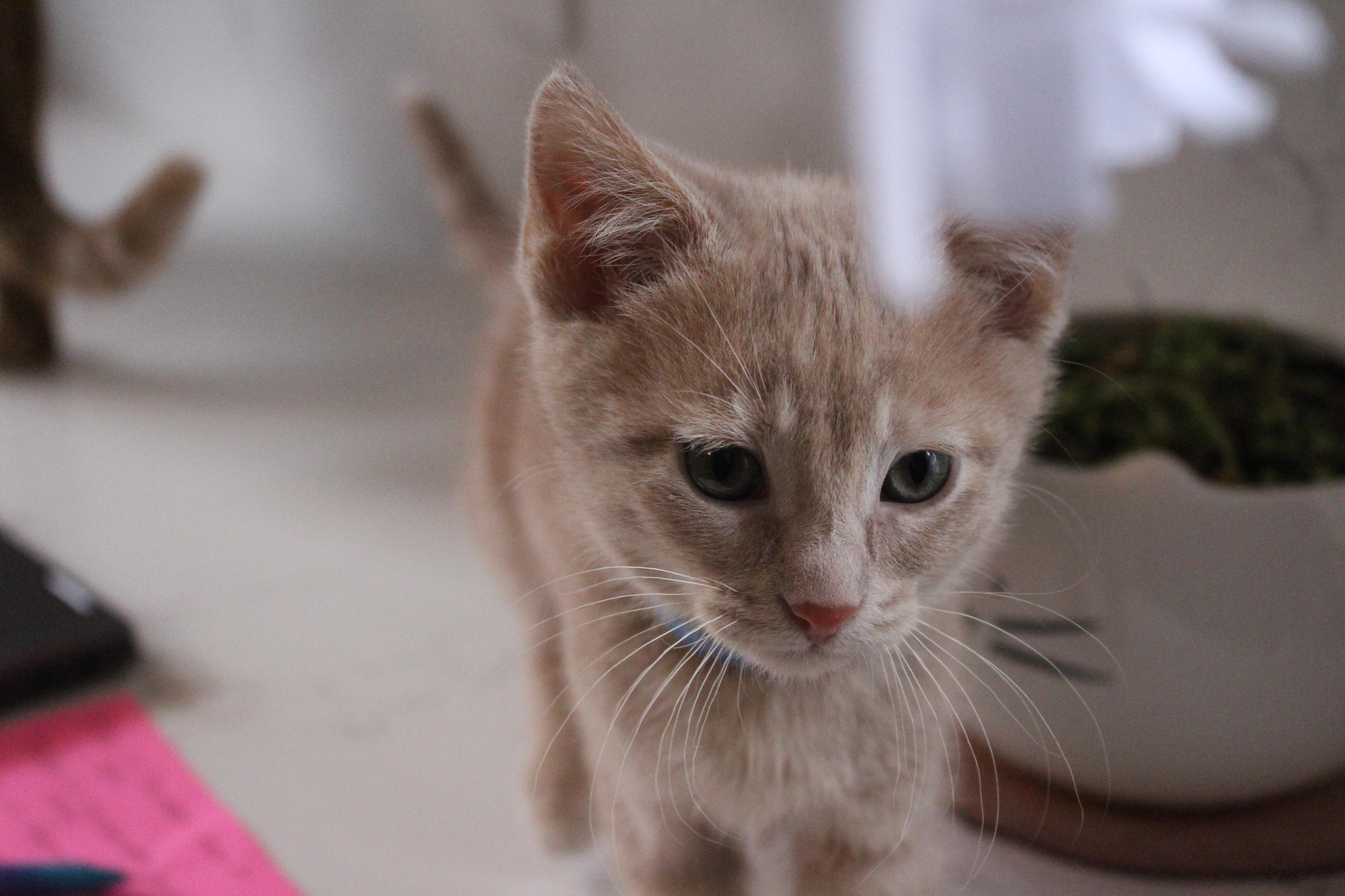 Enlarge Pawsicle, an adopted Domestic Short Hair in Elgin, IL image 4/6