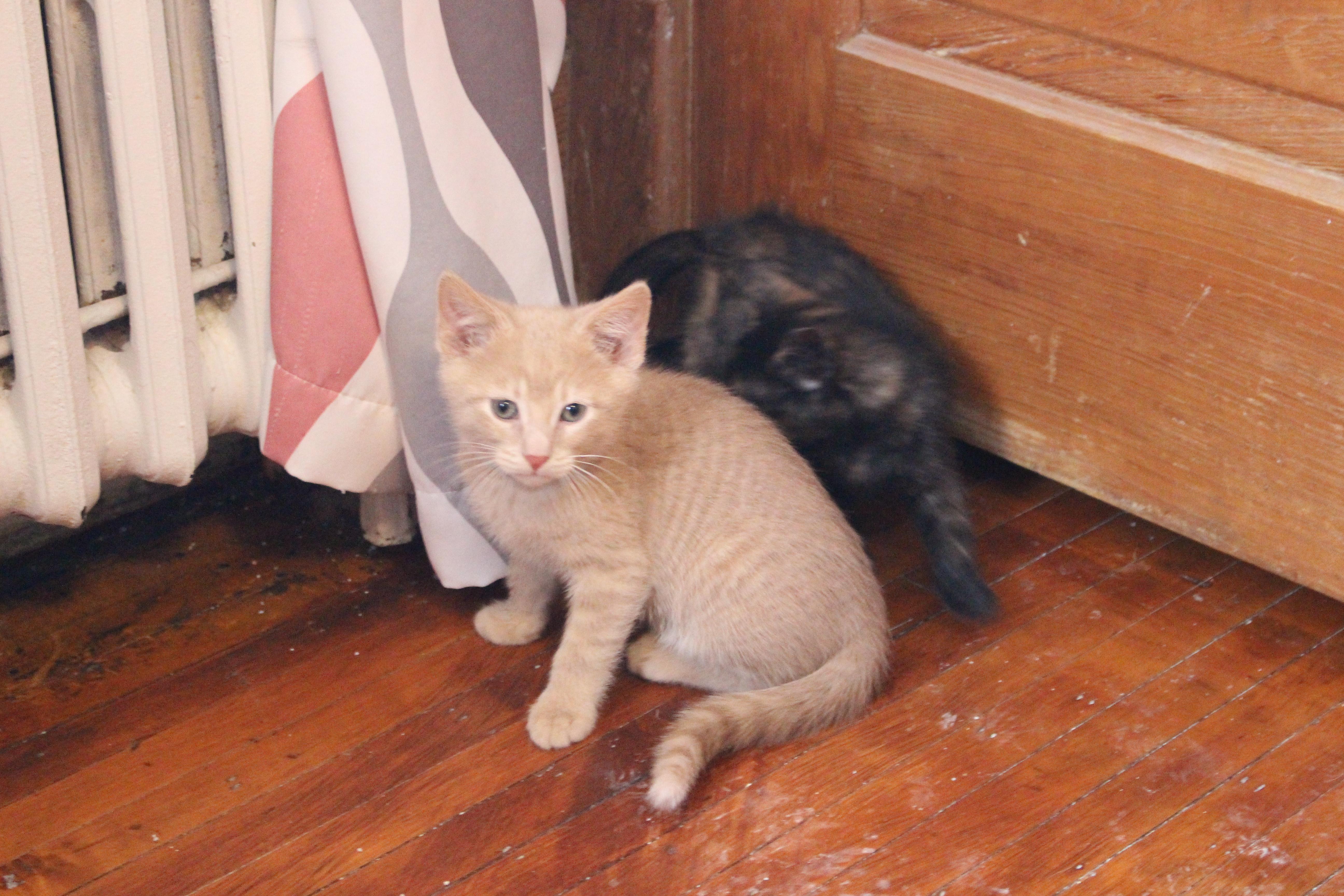 Enlarge Pawsicle, an adopted Domestic Short Hair in Elgin, IL image 3/6