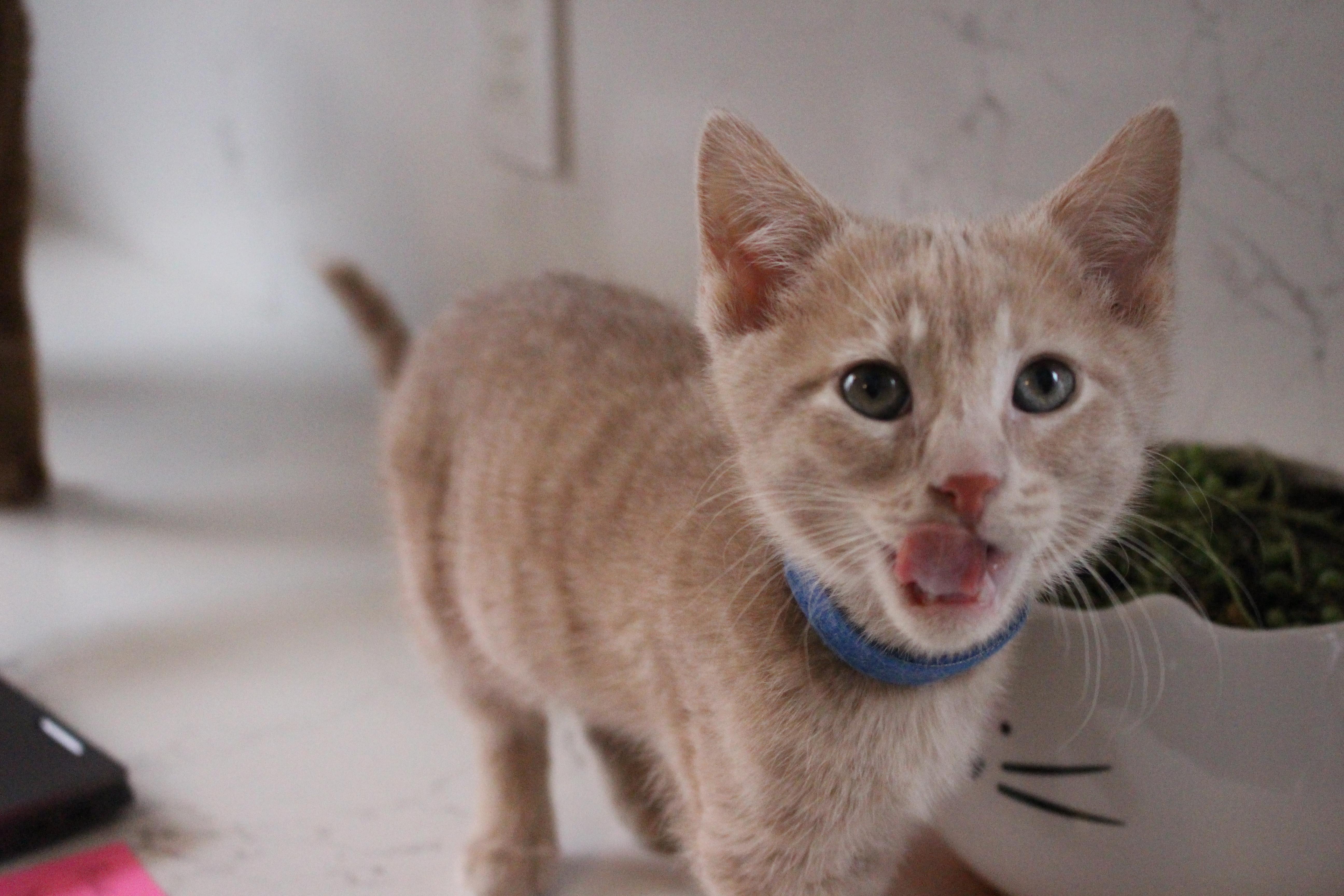 Enlarge Pawsicle, an adopted Domestic Short Hair in Elgin, IL image 2/6