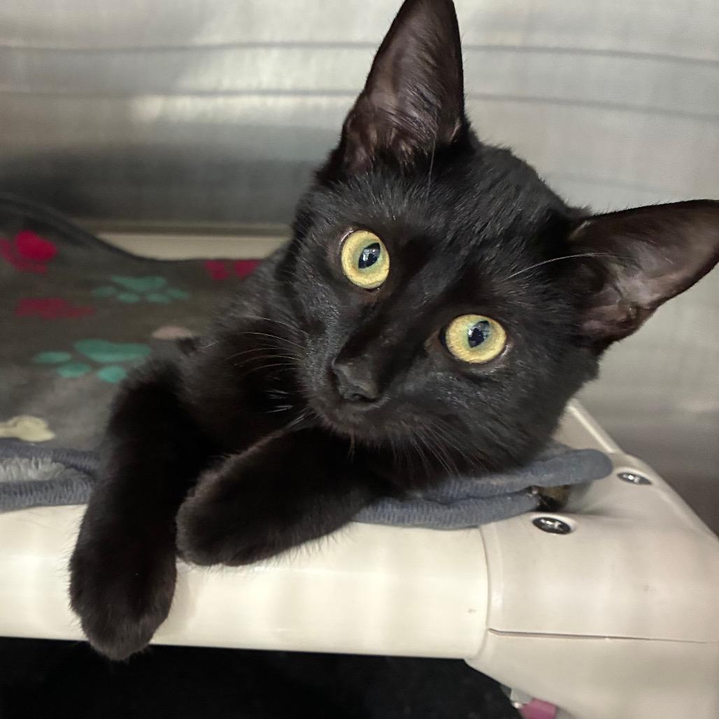 Enlarge Nyx, a Adoptable Domestic Short Hair in Richmond Hill, GA image 1/3