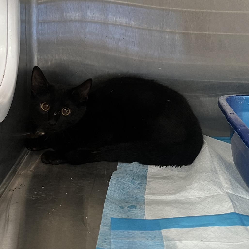 Enlarge Nyx, a Adoptable Domestic Short Hair in Richmond Hill, GA image 2/3