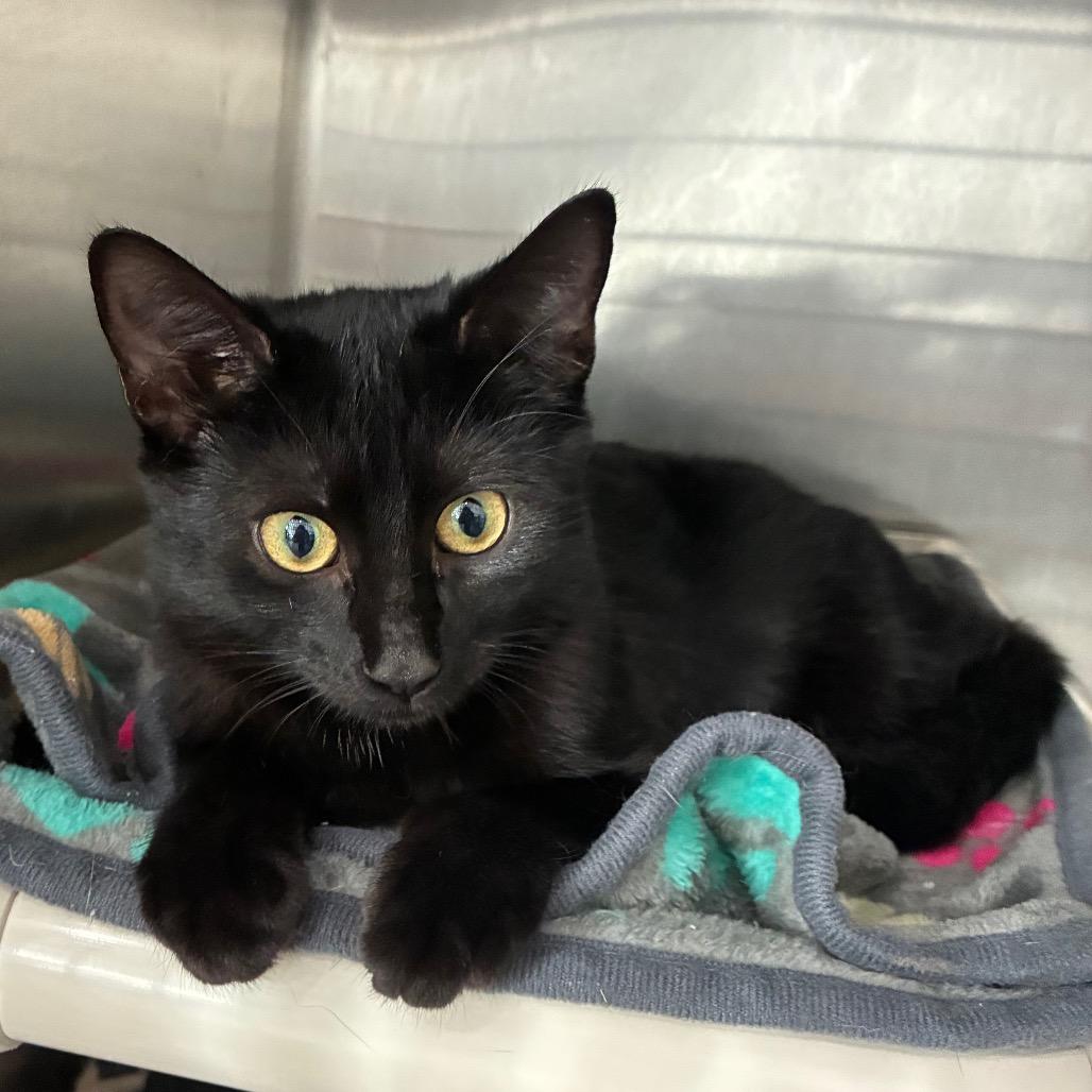 Enlarge Nyx, a Adoptable Domestic Short Hair in Richmond Hill, GA image 3/3
