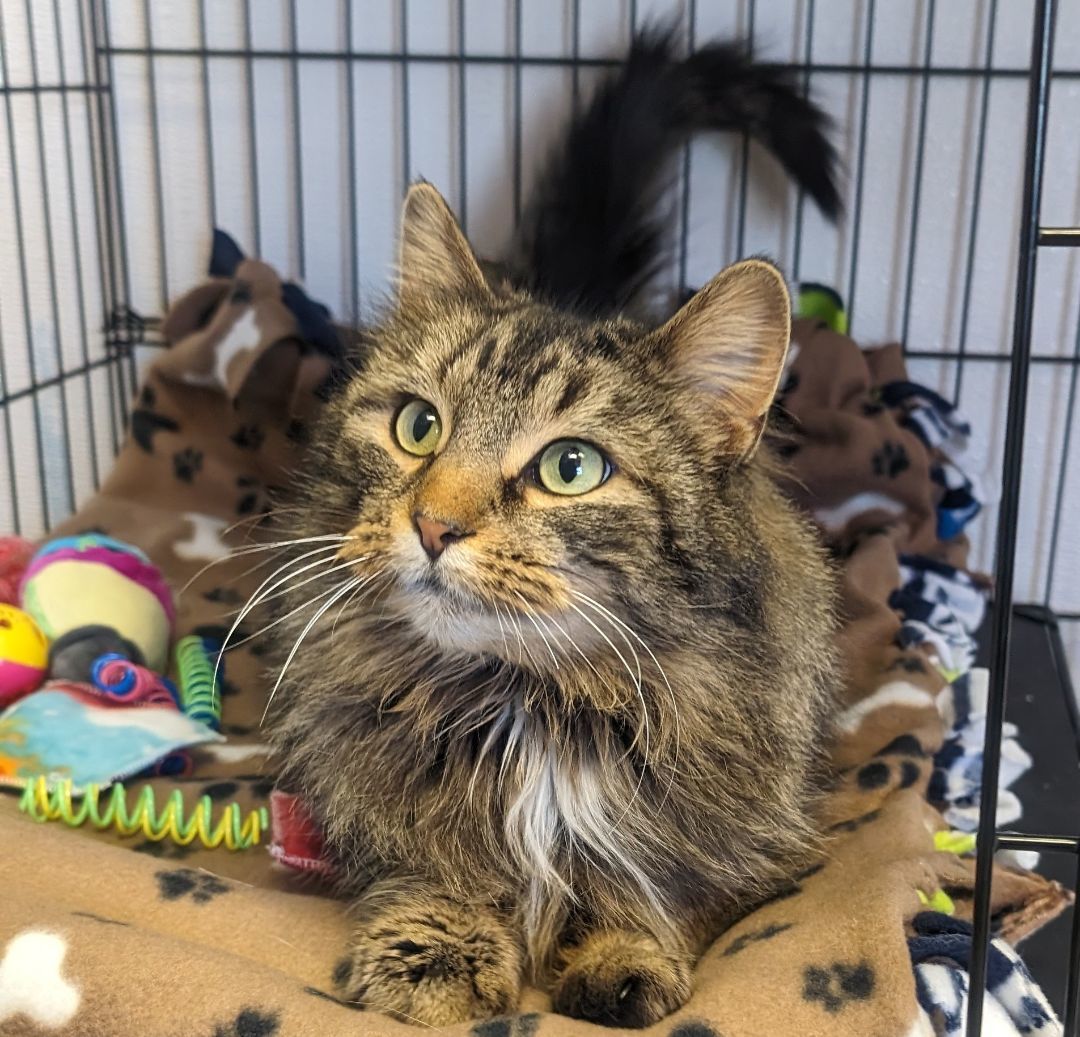 Margot, an adopted Domestic Long Hair in Kalamazoo, MI_image-1