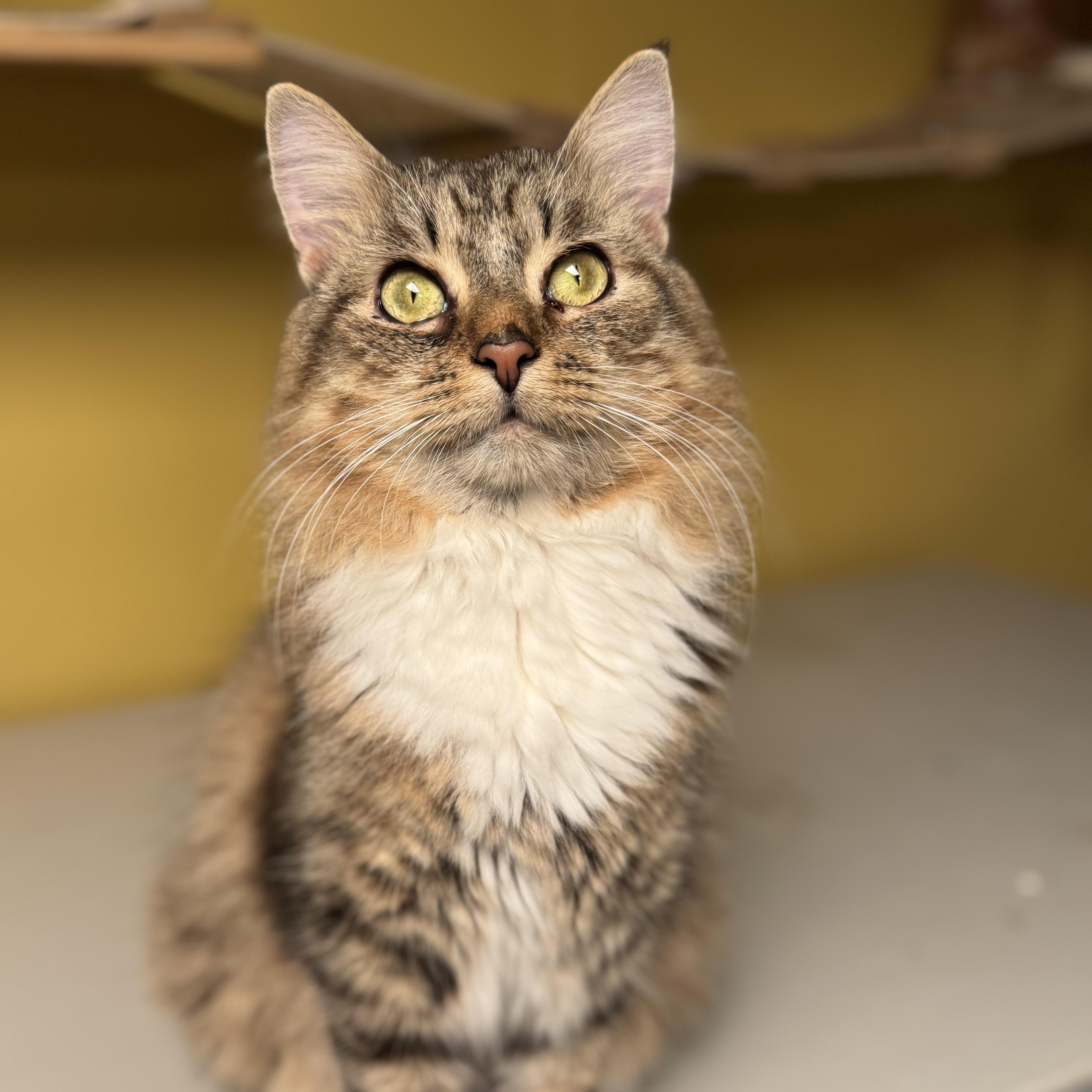 Gruyere , adopted, Young Male Domestic Medium Hair.