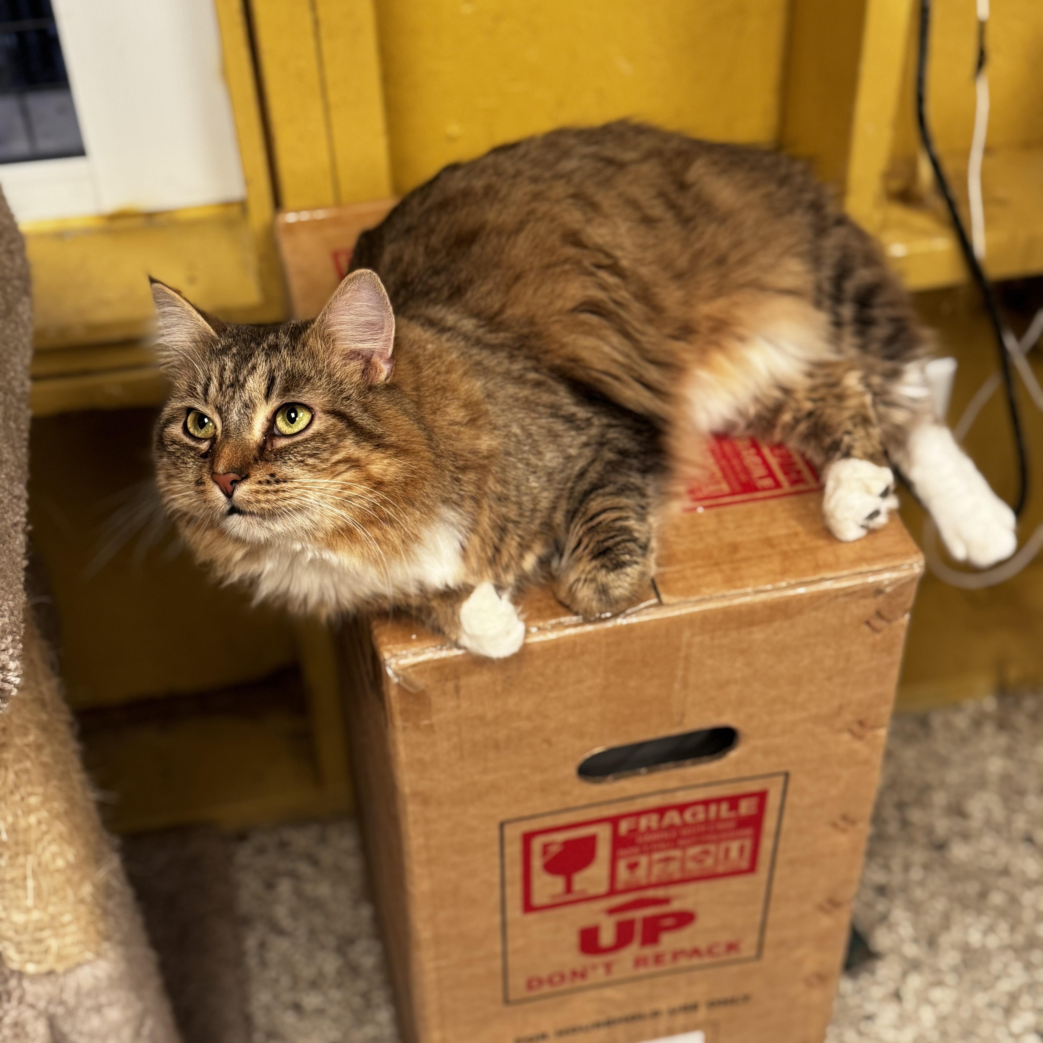 Gruyere , an adopted Domestic Medium Hair in MABLETON, GA image 4/5