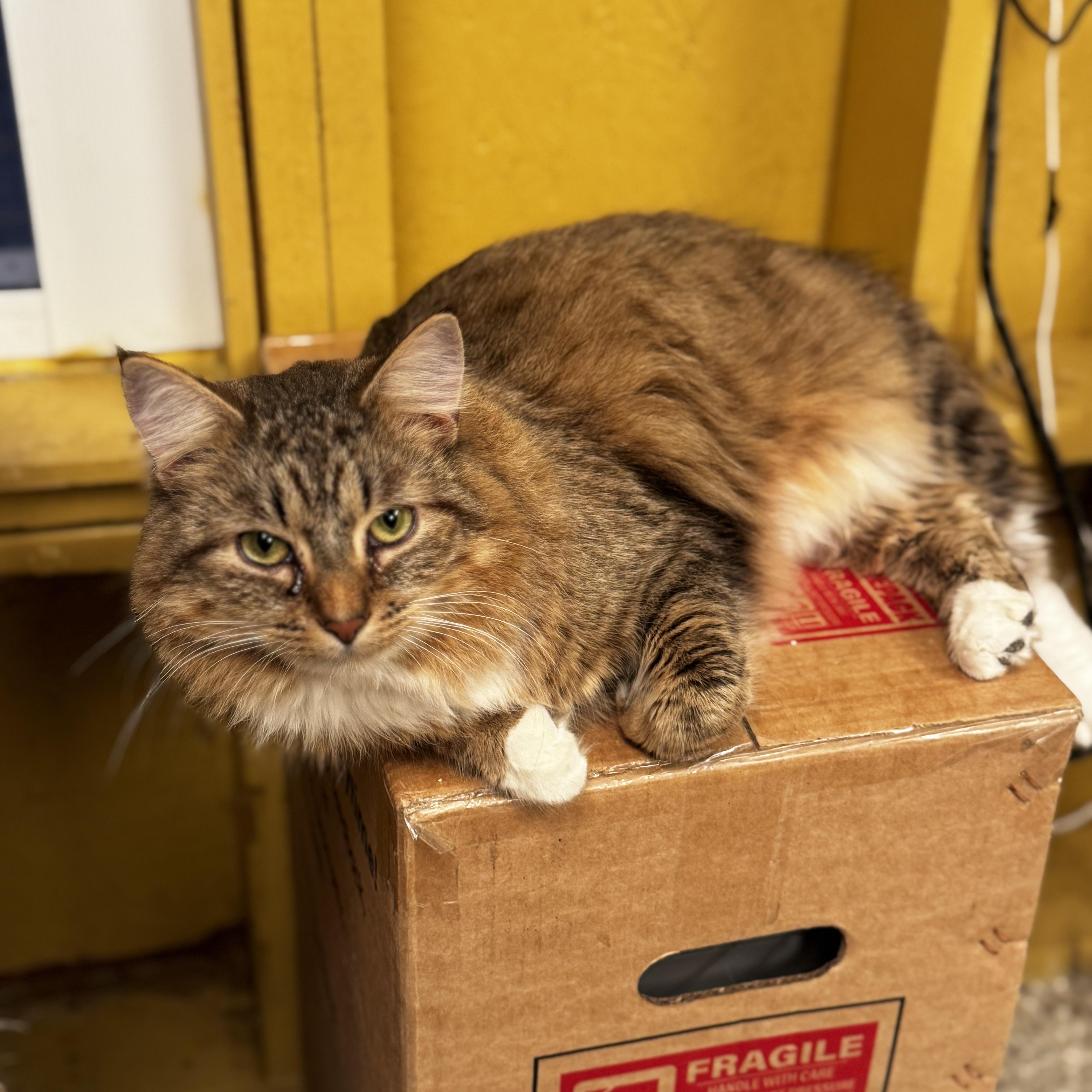 Gruyere , an adopted Domestic Medium Hair in MABLETON, GA image 2/5