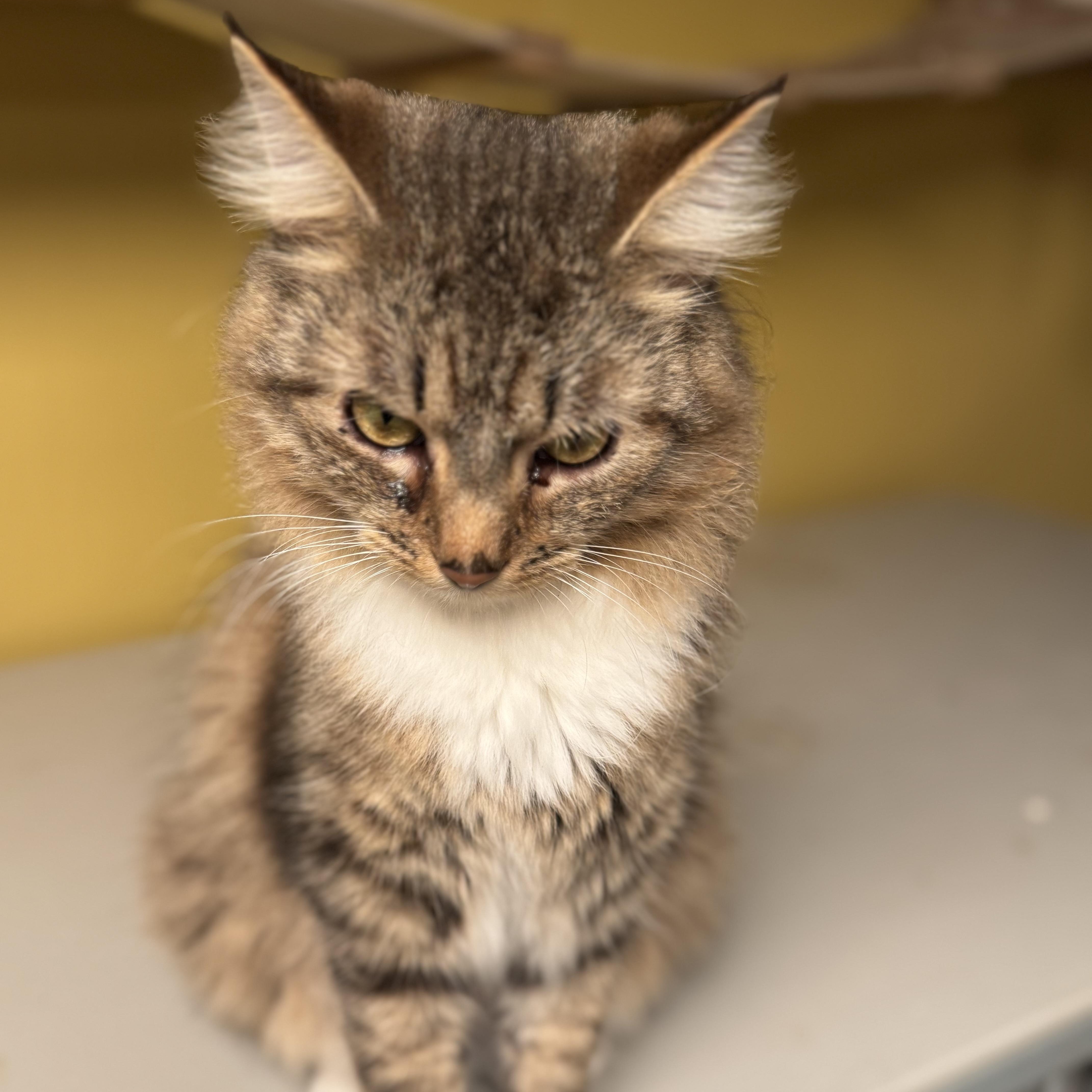 Gruyere , an adopted Domestic Medium Hair in MABLETON, GA image 5/5