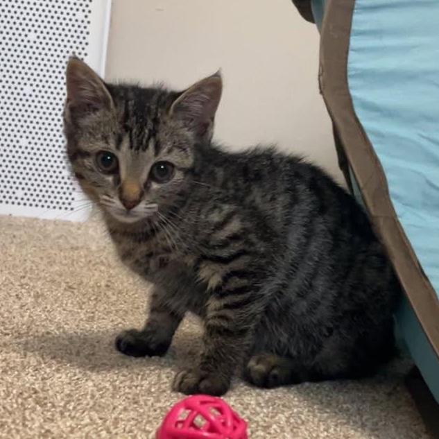 Lilo, Baby Female Domestic Short Hair