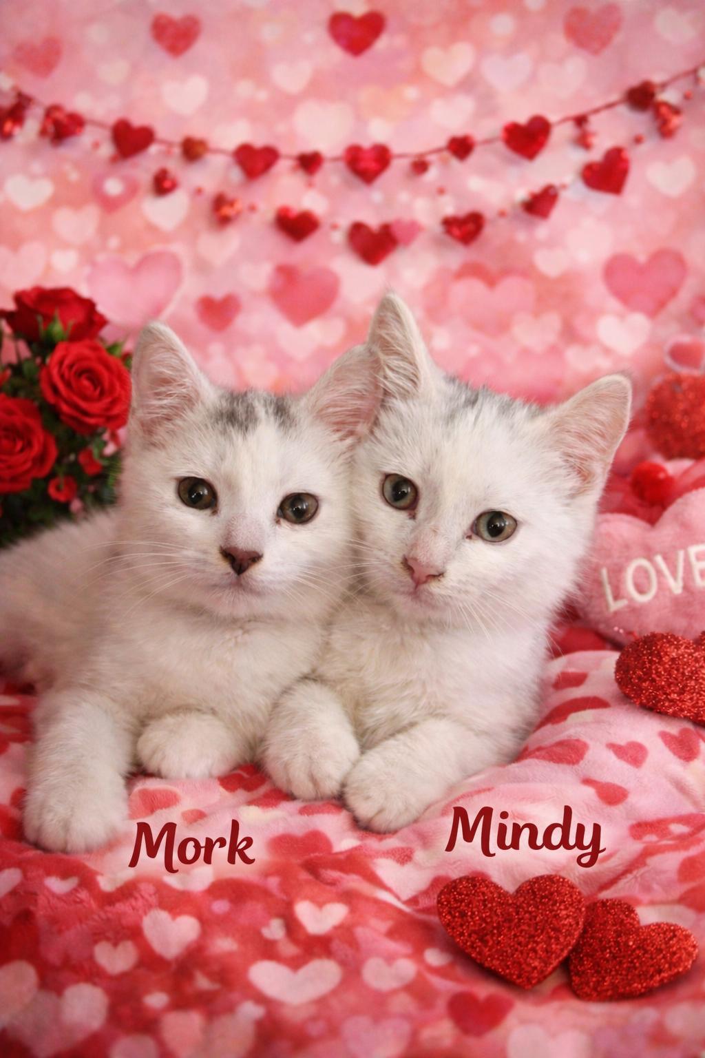 Mork & Mindy ~ BONDED
