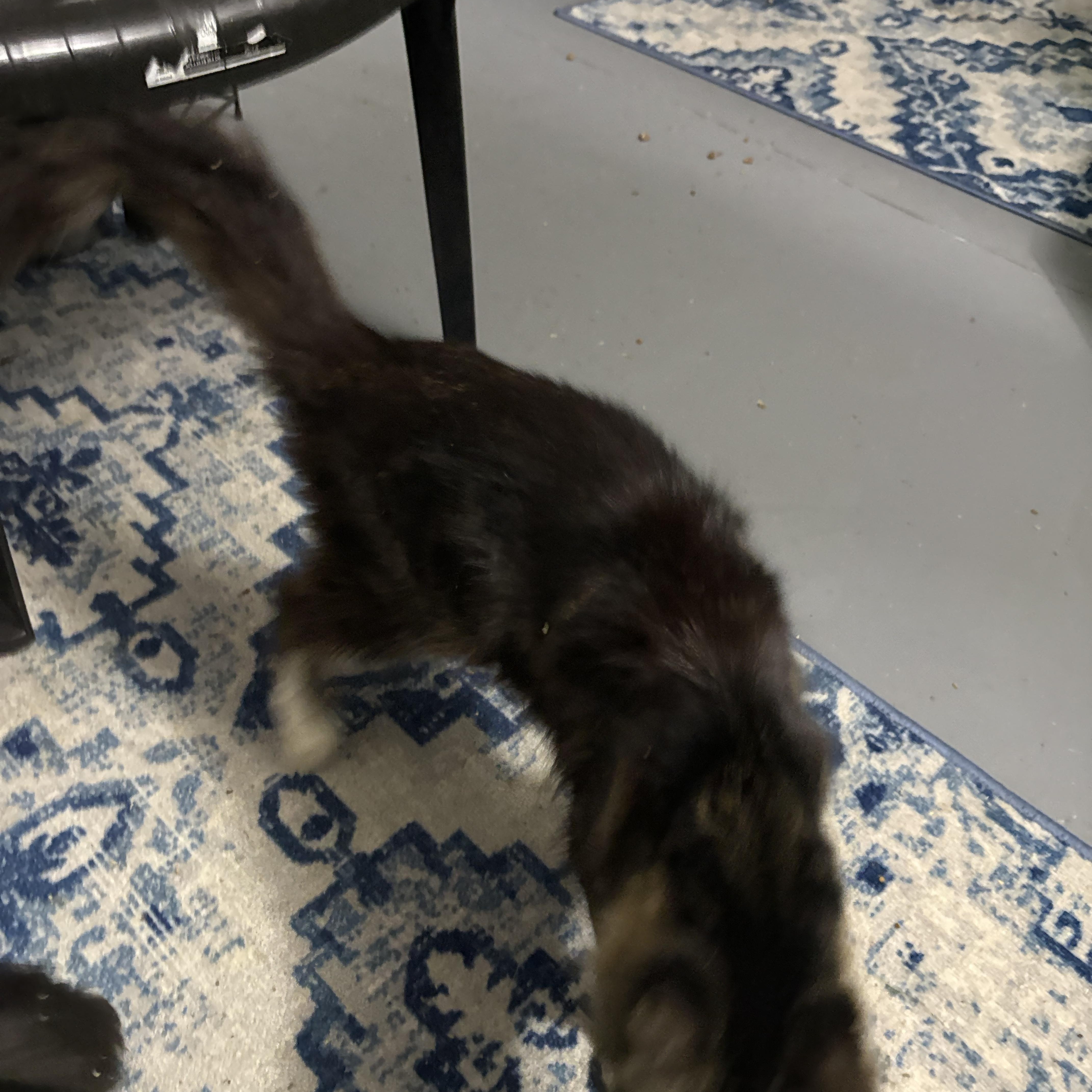 Enlarge Leo, a ADOPTABLE Domestic Long Hair in Lehigh Acres, FL image 2/3
