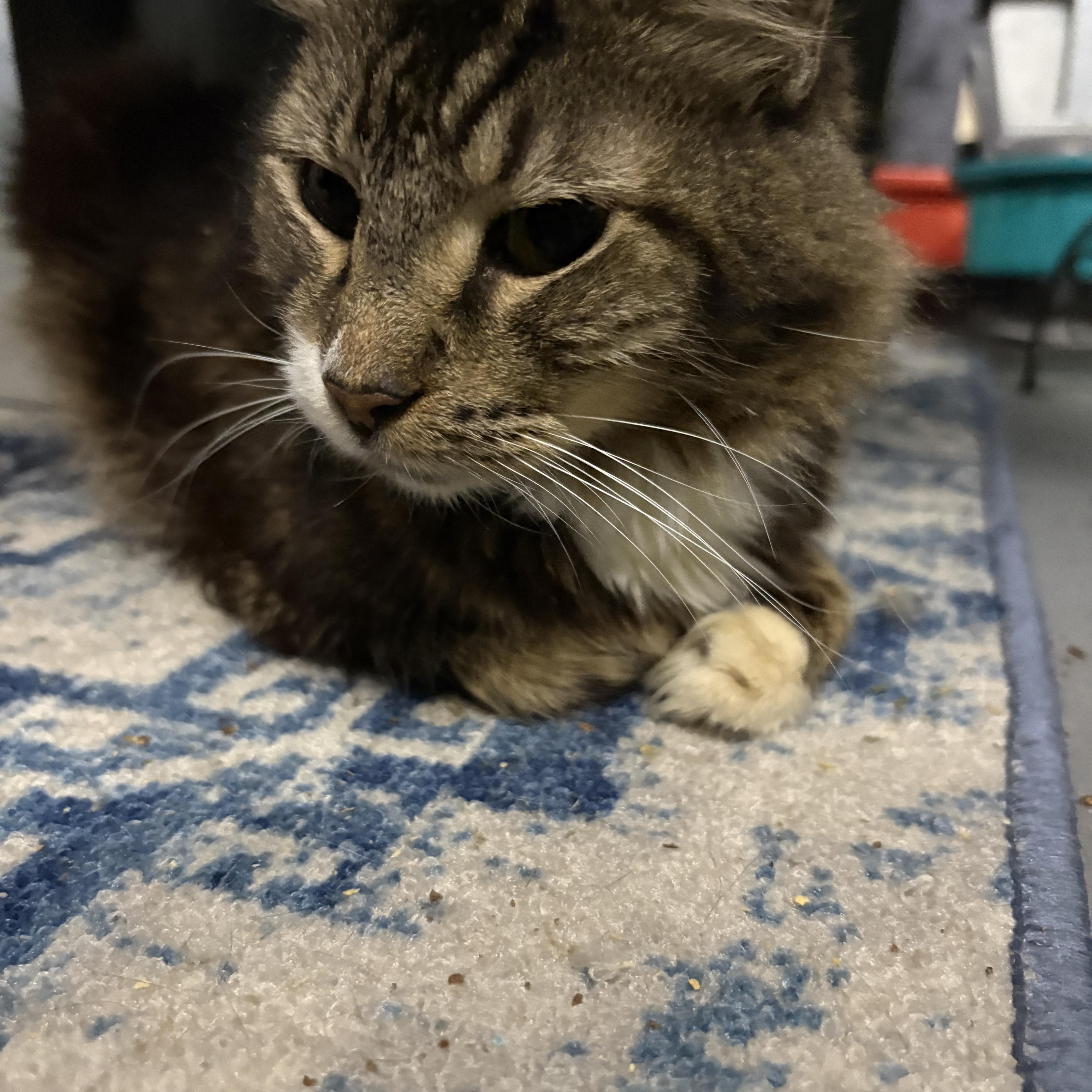 Leo, ADOPTABLE, Senior Male Domestic Long Hair.