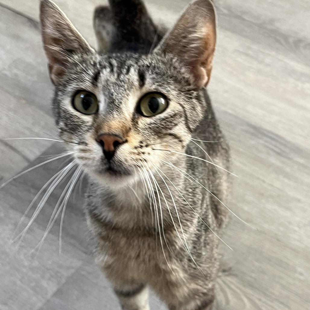 Rita, Adoptable, Adult Female Domestic Short Hair.