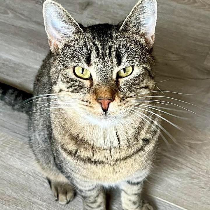 Enlarge Rita, a Adoptable Domestic Short Hair in Troy, IL image 2/4