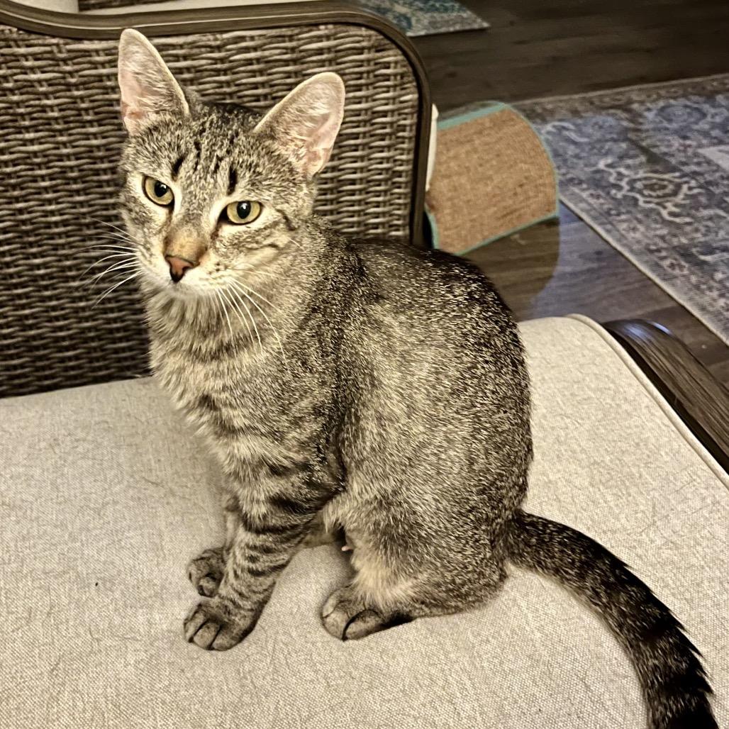 Enlarge Rita, a Adoptable Domestic Short Hair in Troy, IL image 3/4