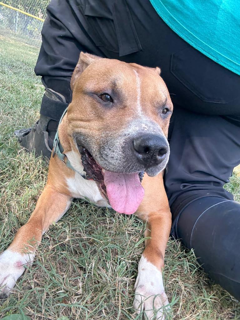 Scooter, a Adoptable Pit Bull Terrier in Mineral, VA image 1/5