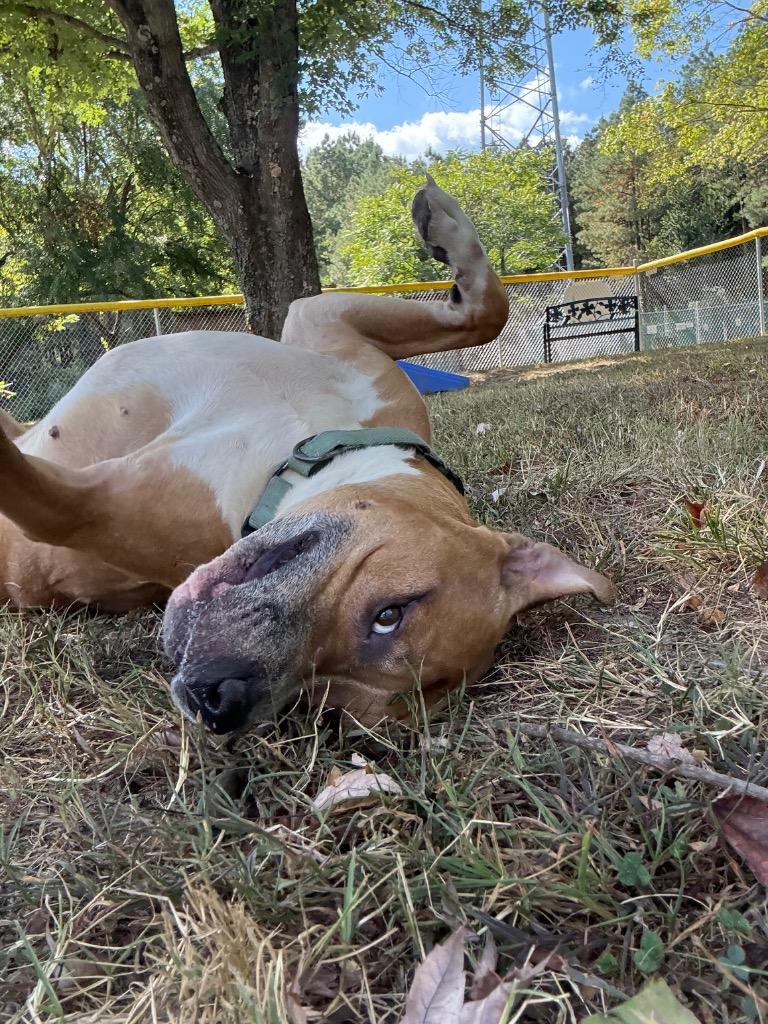 Scooter, a Adoptable Pit Bull Terrier in Mineral, VA image 2/5