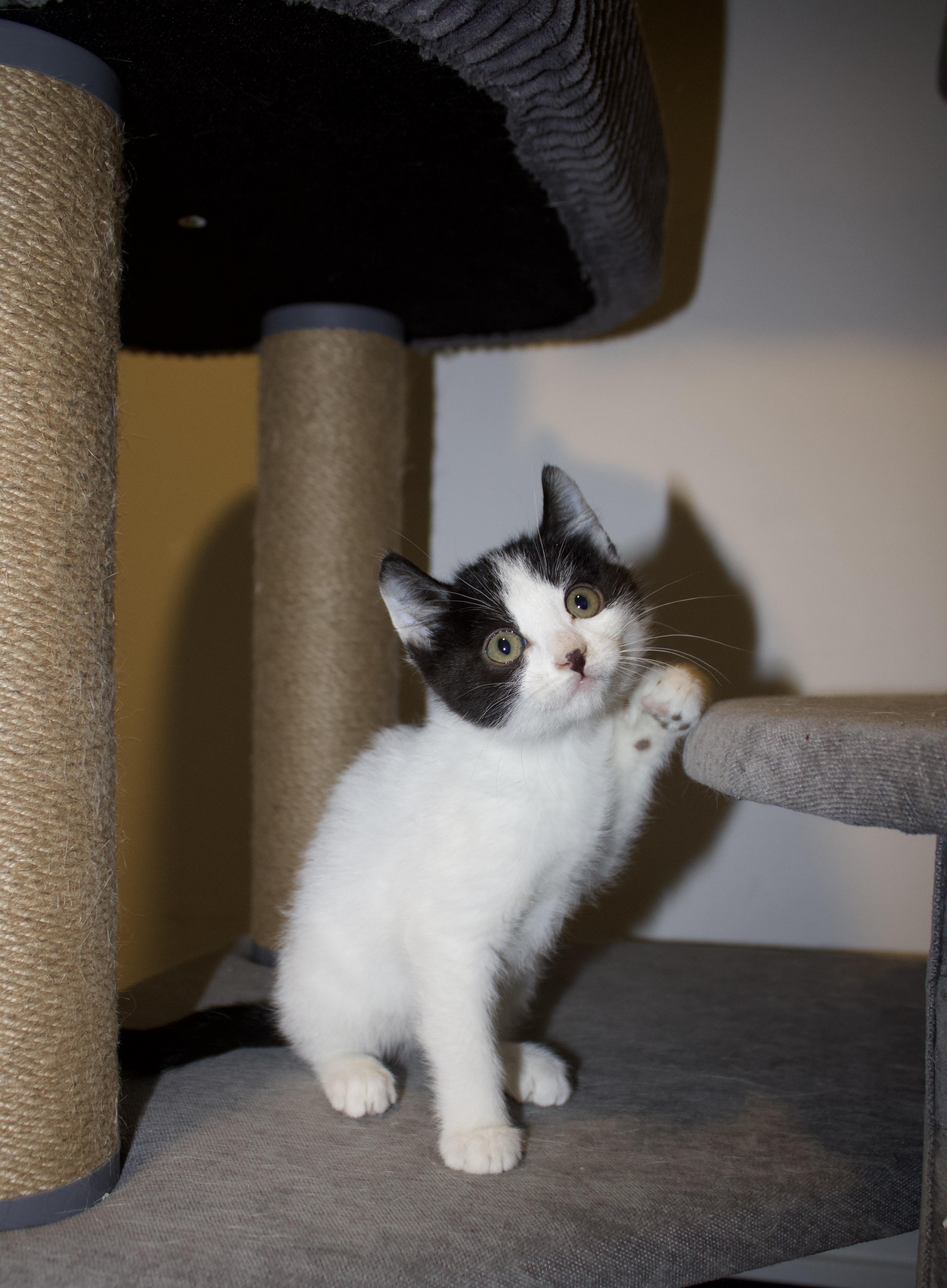 Enlarge Gnarly, an adopted mixed breed in San Diego, CA image 1/5