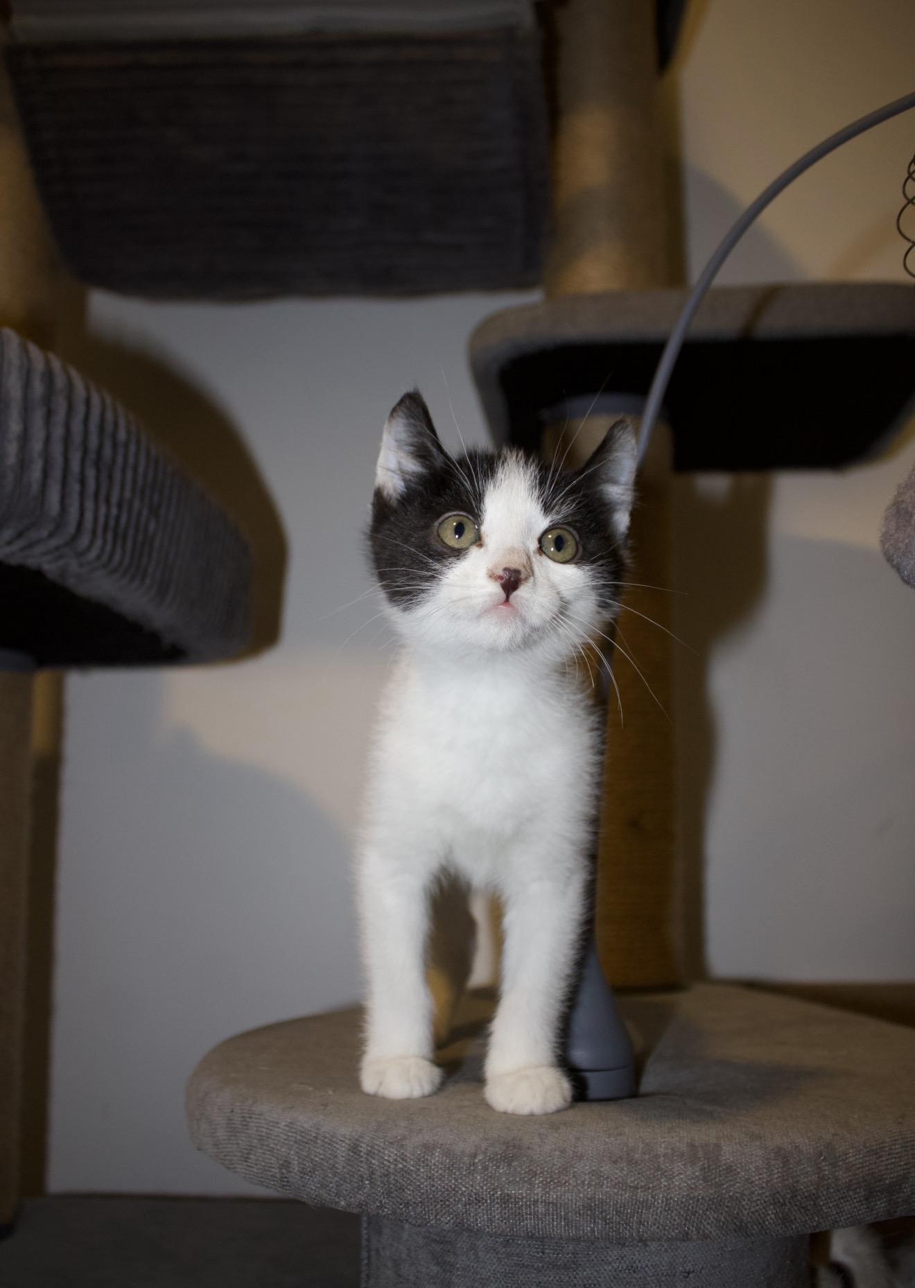 Enlarge Gnarly, an adopted mixed breed in San Diego, CA image 5/5