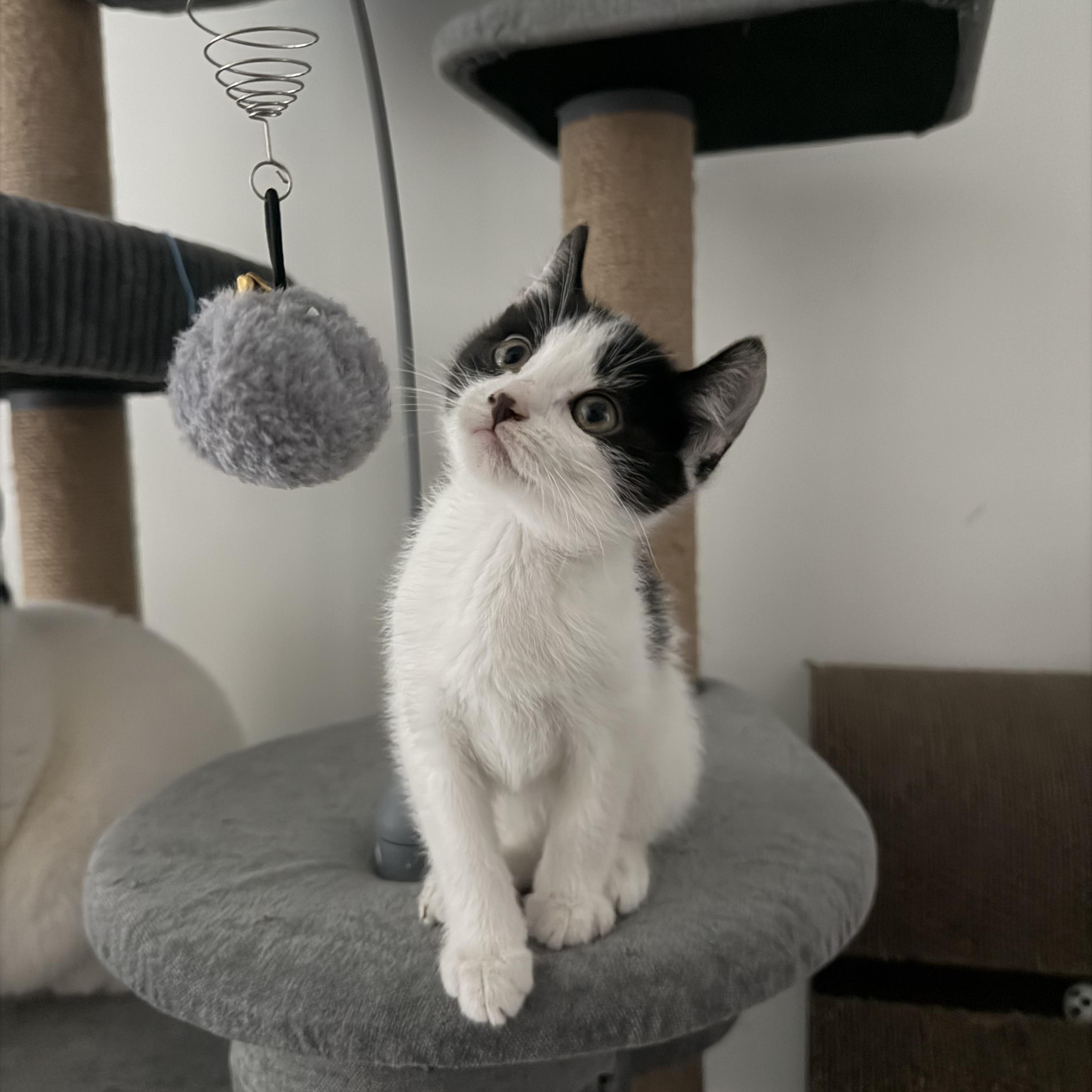 Enlarge Gnarly, an adopted mixed breed in San Diego, CA image 2/5