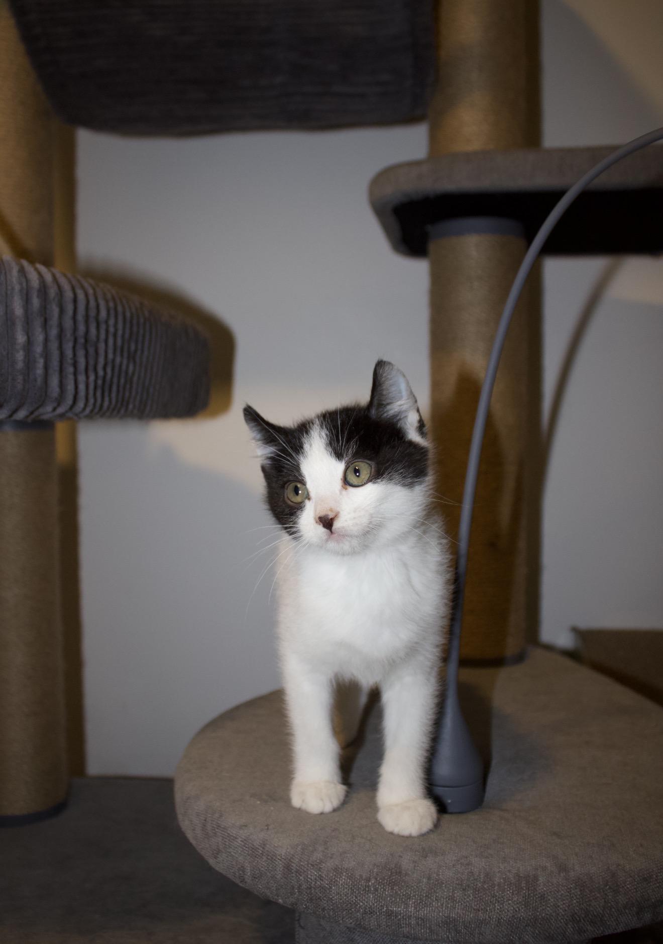 Enlarge Gnarly, an adopted mixed breed in San Diego, CA image 3/5