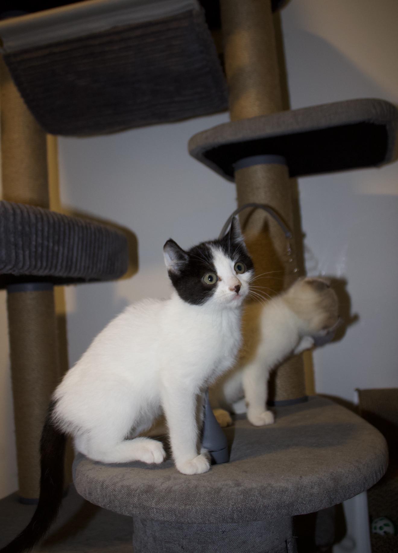 Enlarge Gnarly, an adopted mixed breed in San Diego, CA image 4/5