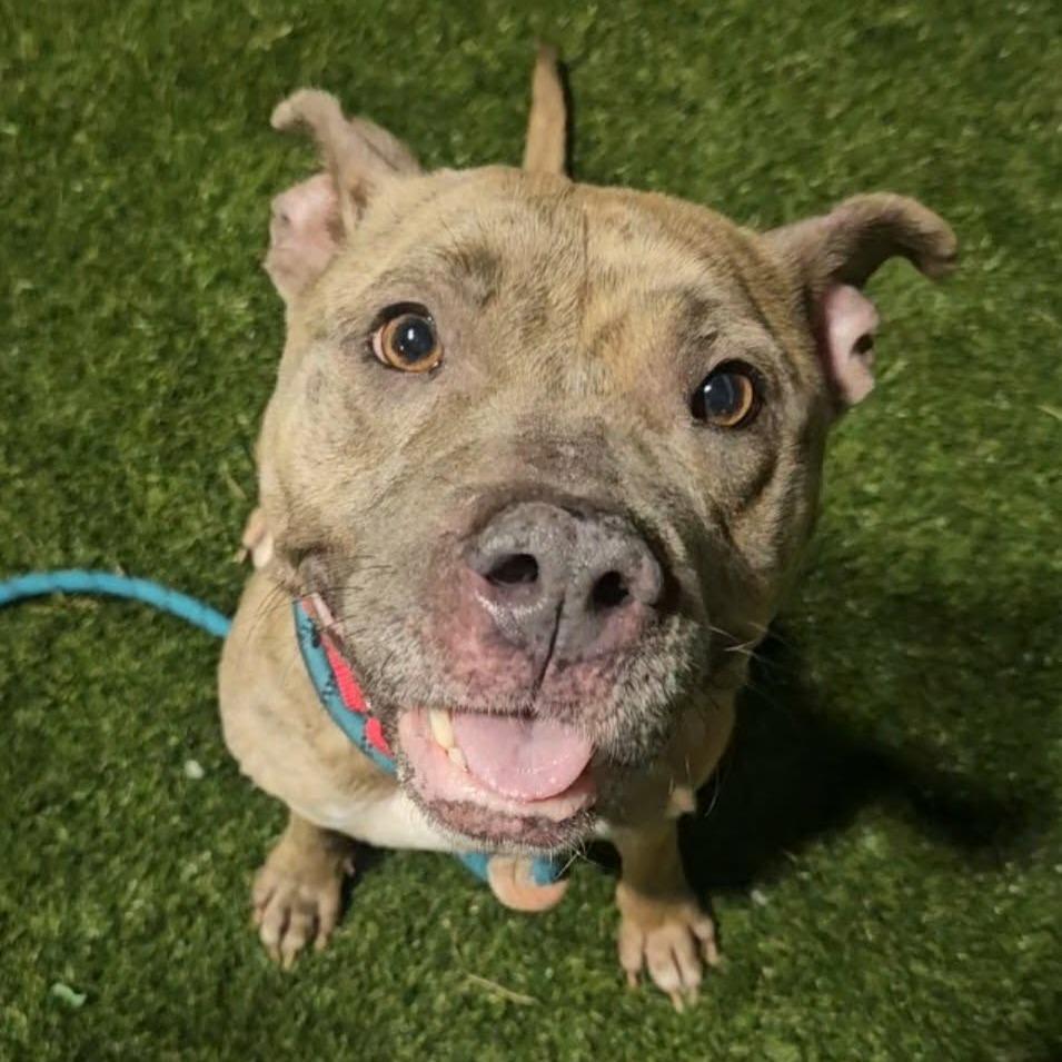 Enlarge Dorathena, a Adoptable Mixed Breed in Philadelphia, PA image 1/5