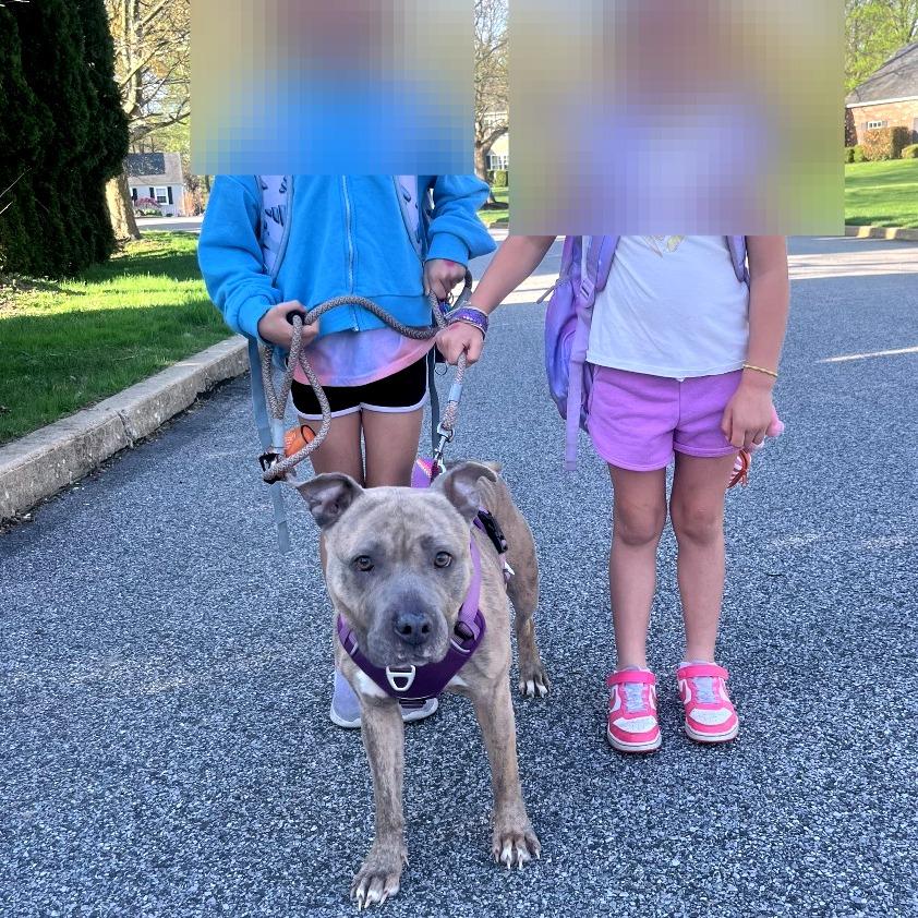 Enlarge Dorathena, a Adoptable Mixed Breed in Philadelphia, PA image 2/5