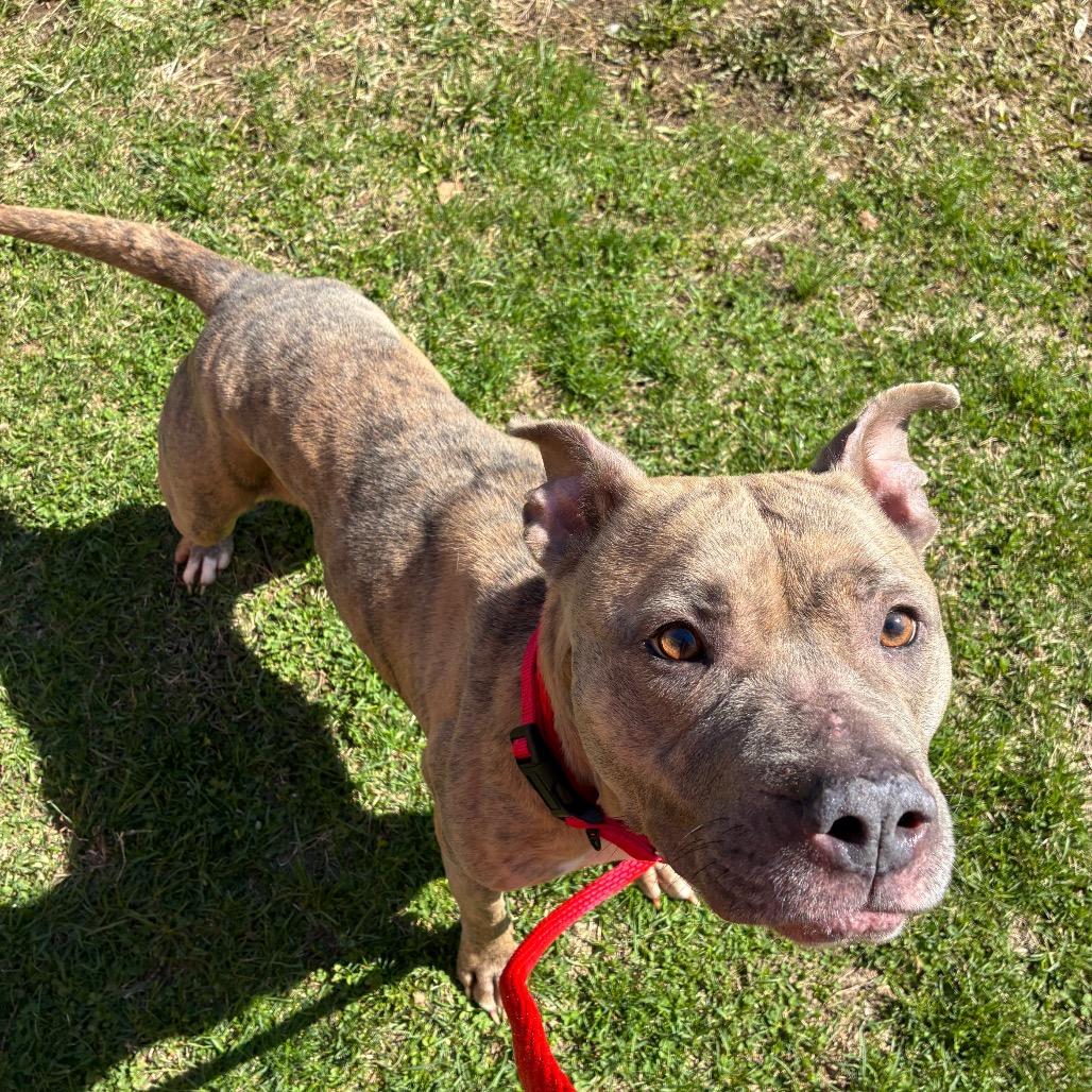 Enlarge Dorathena, a Adoptable Mixed Breed in Philadelphia, PA image 3/5