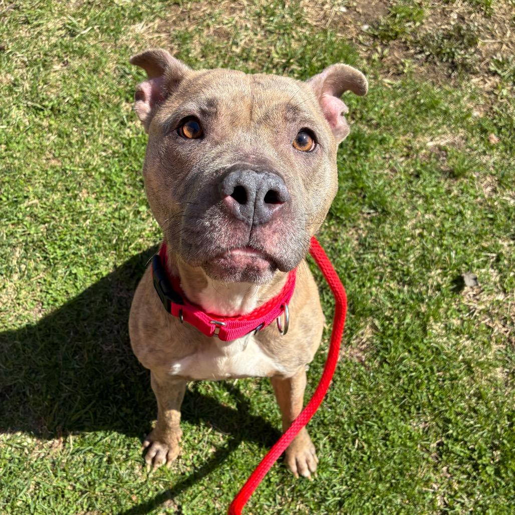 Enlarge Dorathena, a Adoptable Mixed Breed in Philadelphia, PA image 4/5