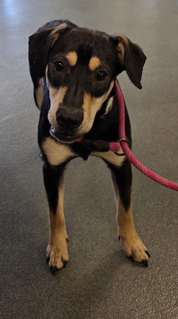 PR 50 Ms. Parker, Adoptable, Young Female Chihuahua & Labrador Retriever.