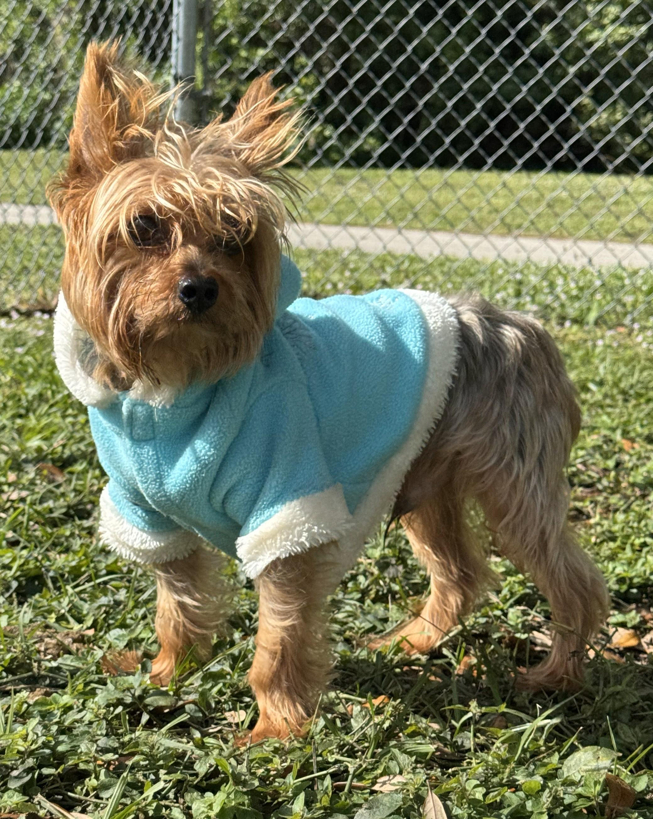 Hector 8852, ADOPTABLE, Senior Male Yorkshire Terrier.