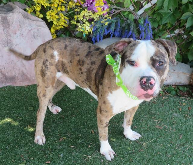 LENNY, Adoptable, Young Male Pit Bull Terrier & Catahoula Leopard Dog.