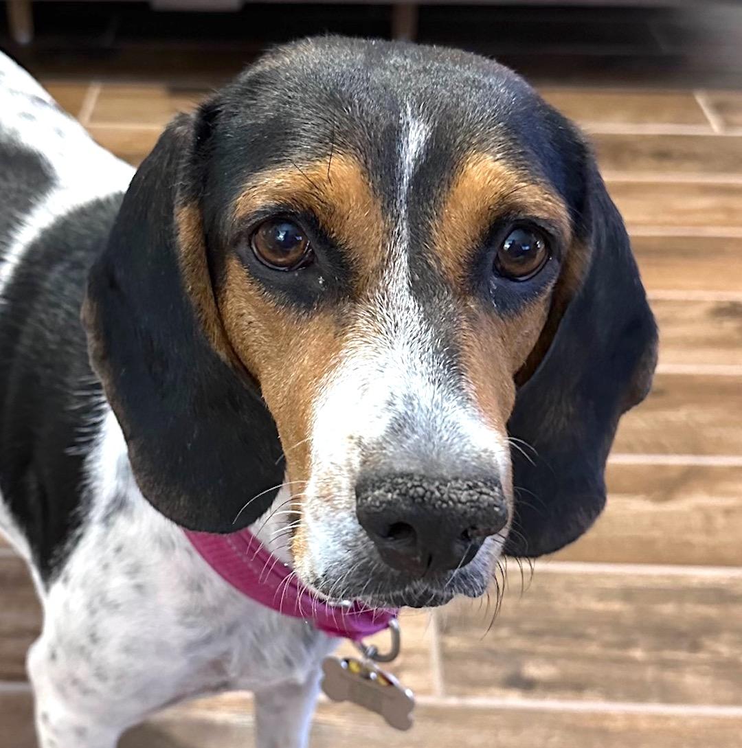 Violet, adoptable, Senior Female Beagle & Hound.
