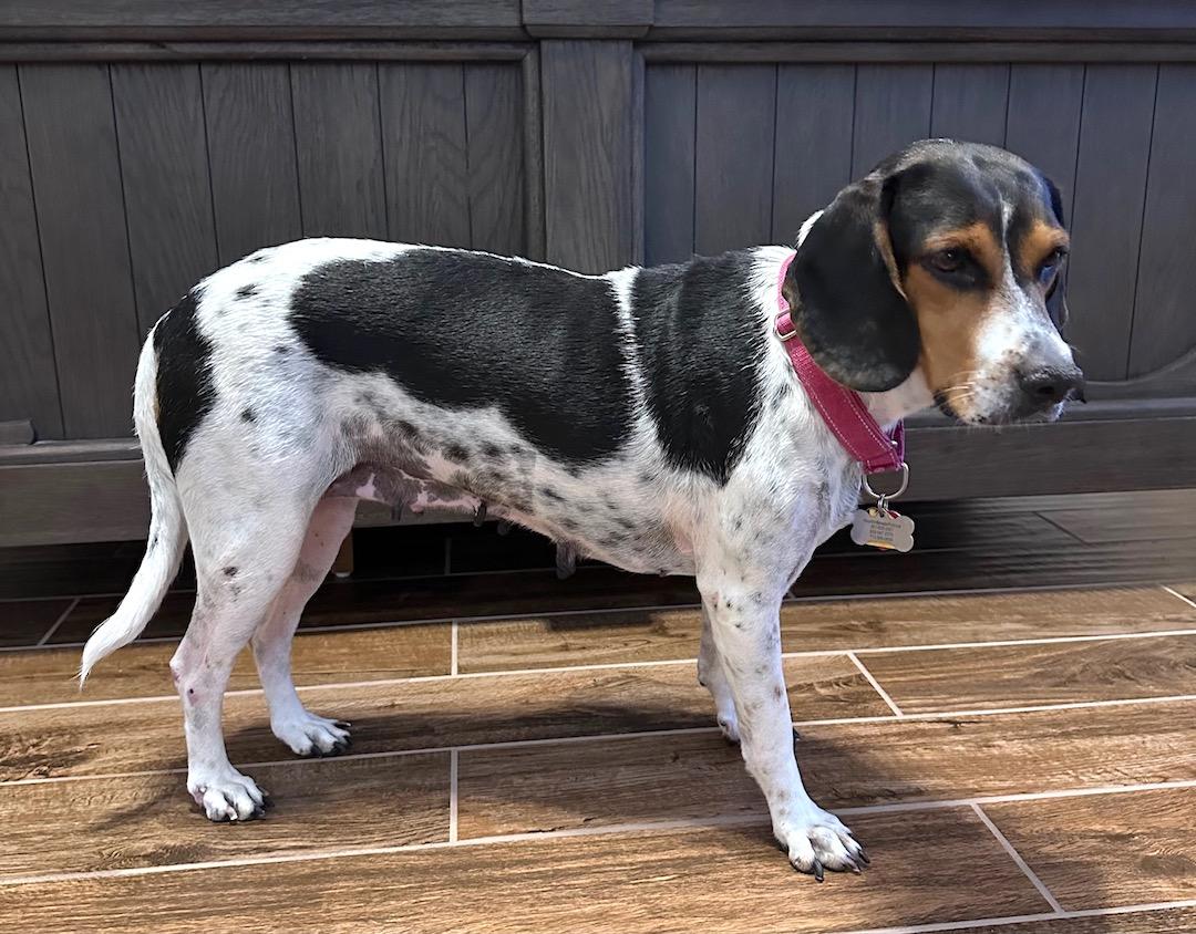 Enlarge Violet, an adoptable mixed breed in Tomball, TX image 2/6