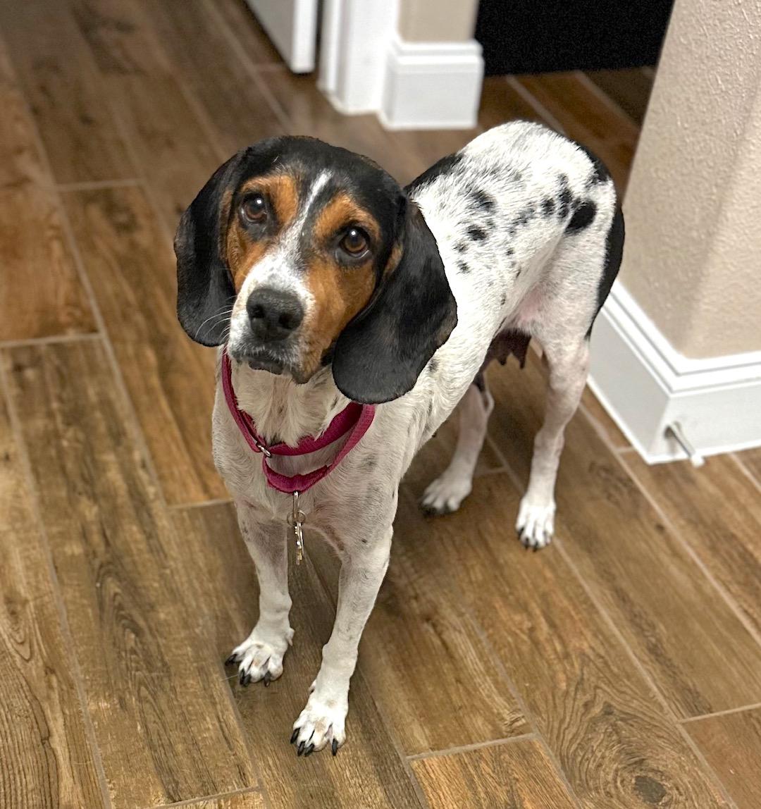 Enlarge Violet, an adoptable mixed breed in Tomball, TX image 3/6