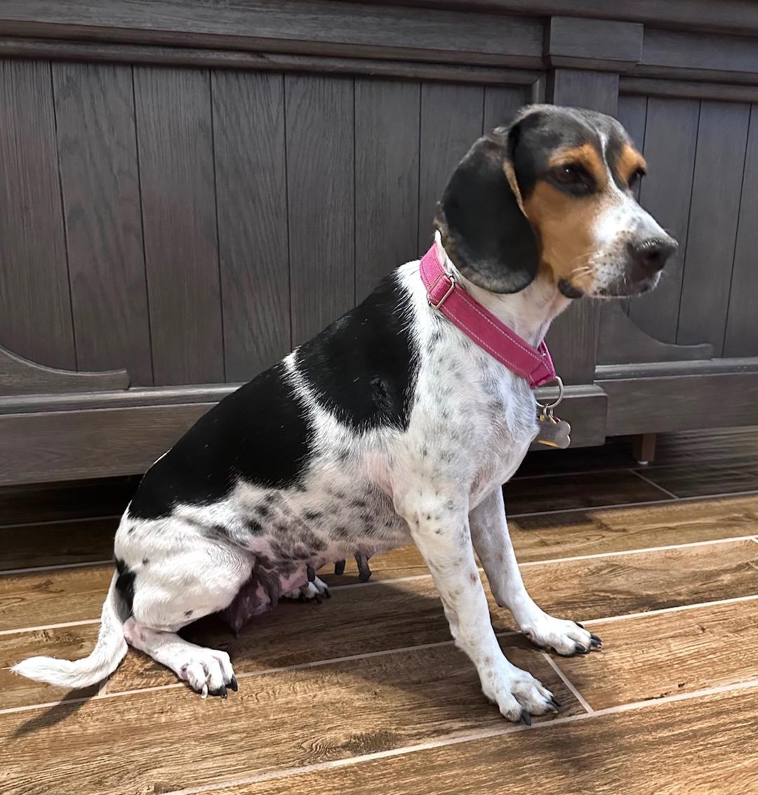 Enlarge Violet, an adoptable mixed breed in Tomball, TX image 5/6