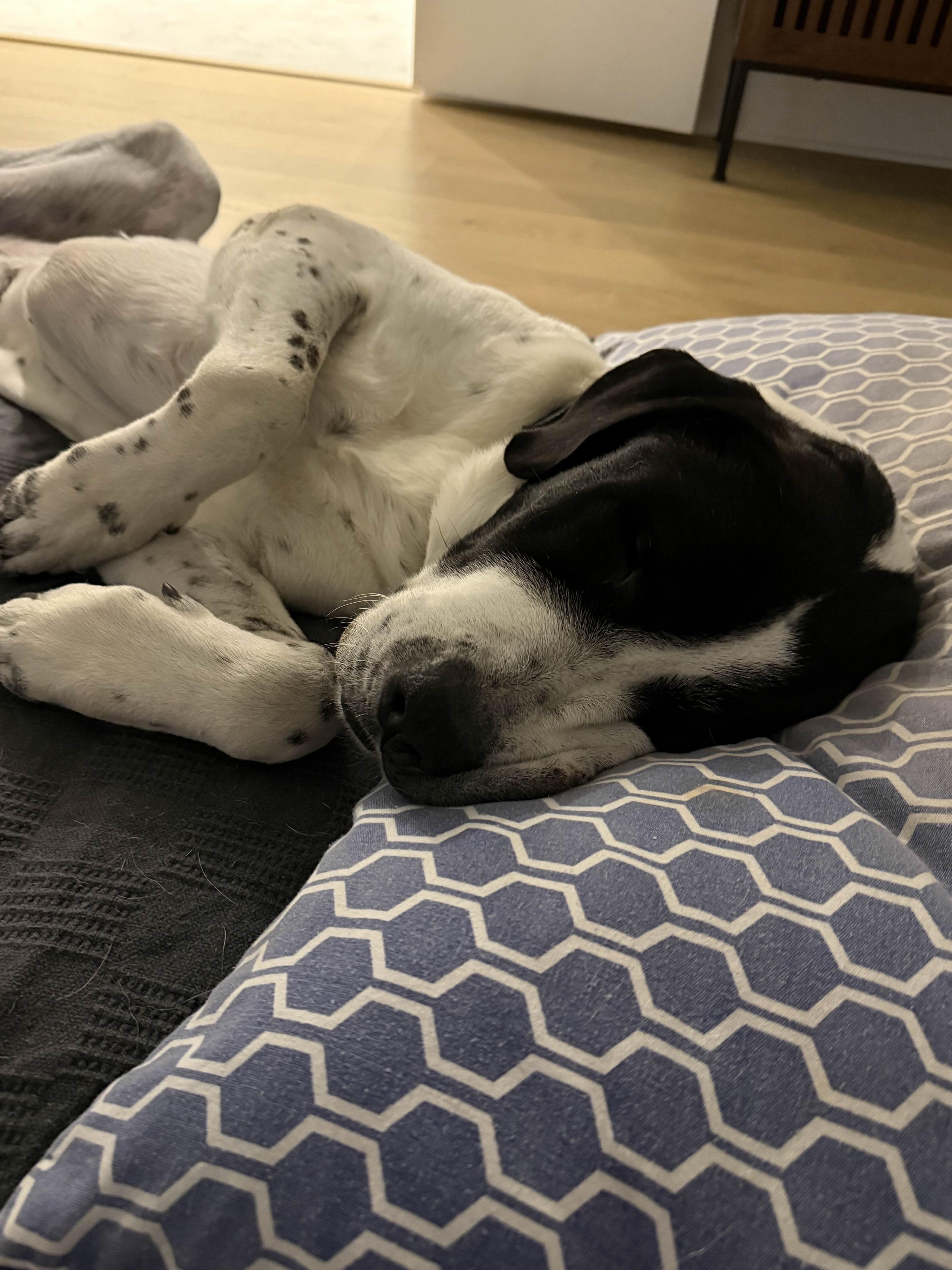 Enlarge Blue, a ADOPTABLE mixed breed in Austin, TX image 3/3