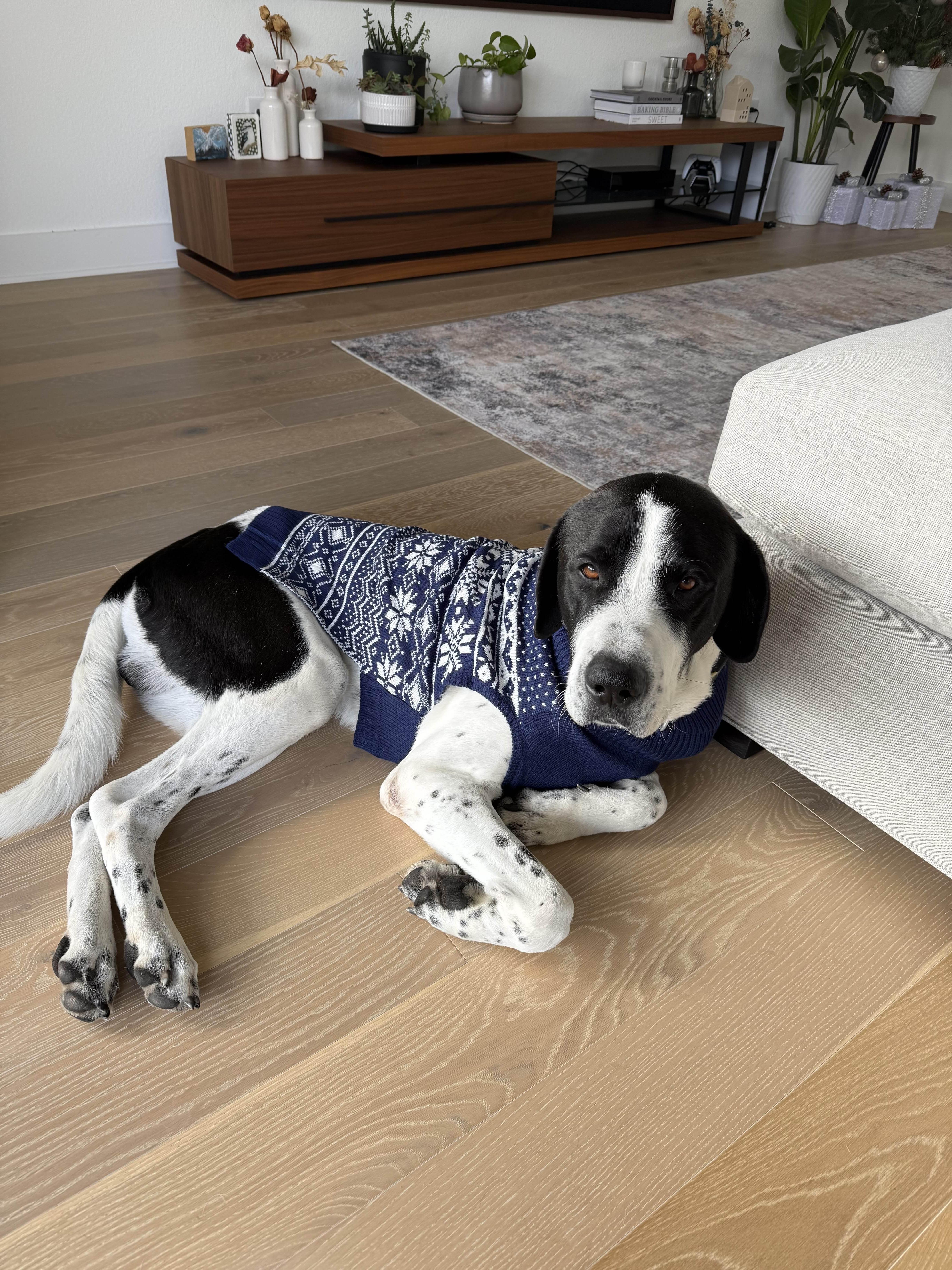 Enlarge Blue, a ADOPTABLE mixed breed in Austin, TX image 1/3