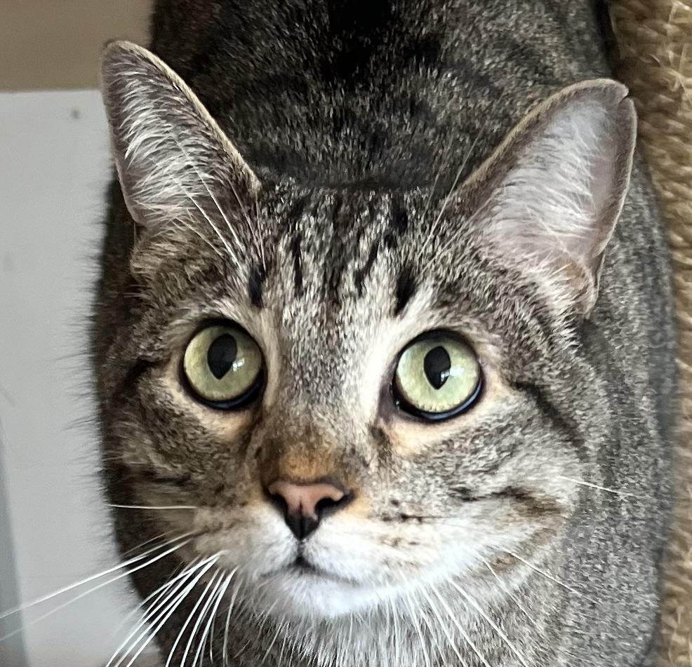 Romeo, ADOPTABLE, Senior Male Domestic Short Hair.