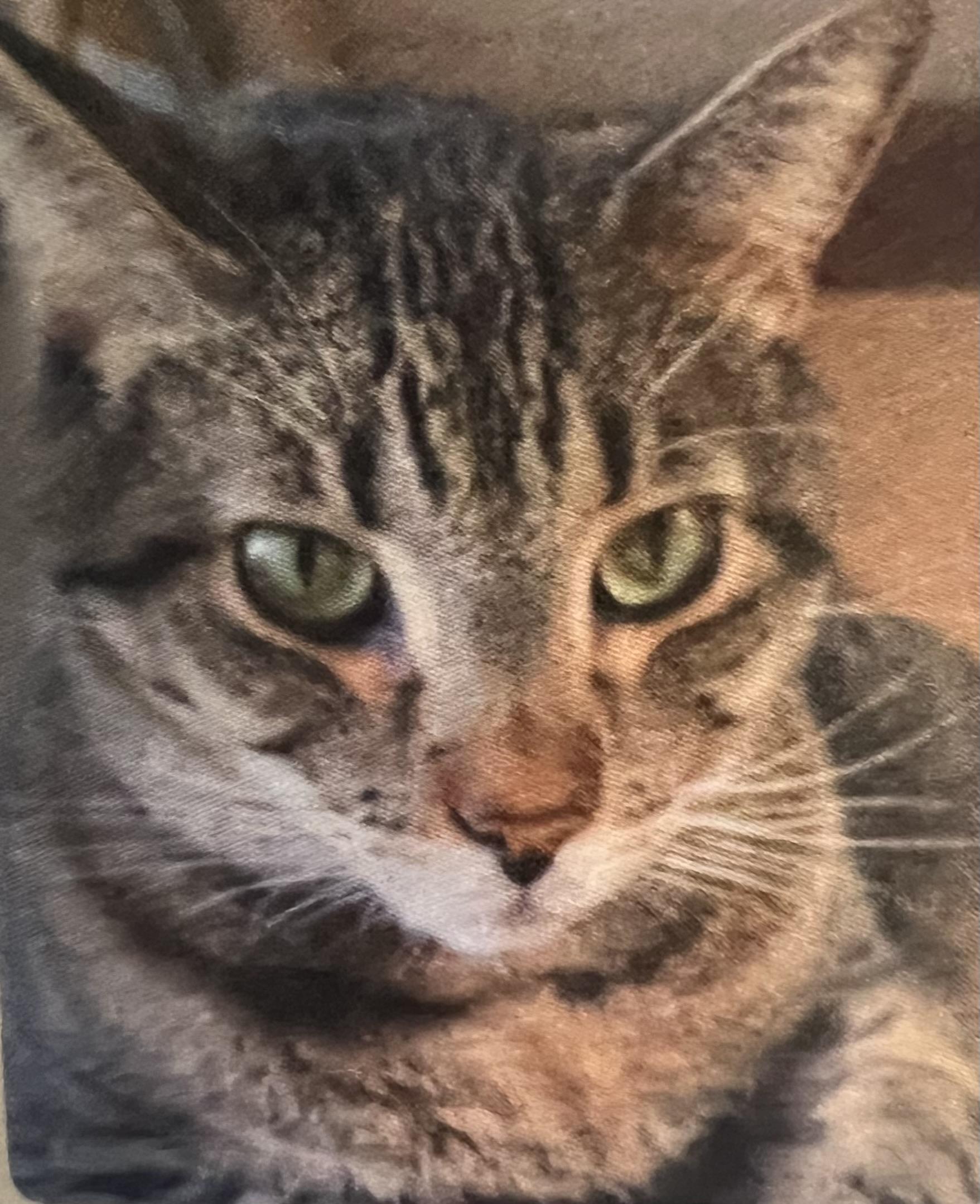 Romeo, ADOPTABLE, Senior Male Domestic Short Hair.