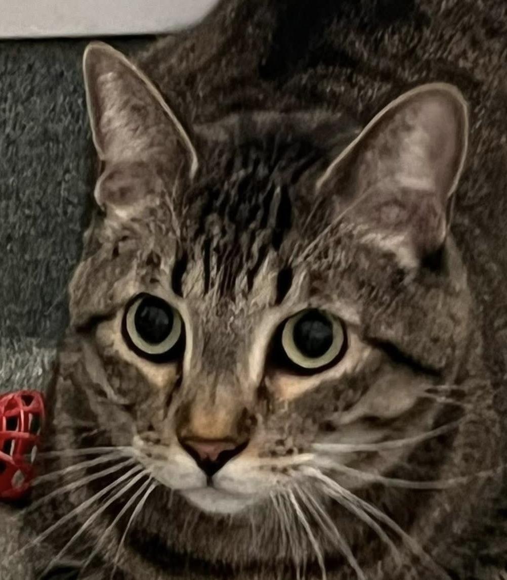 Romeo, ADOPTABLE, Senior Male Domestic Short Hair.