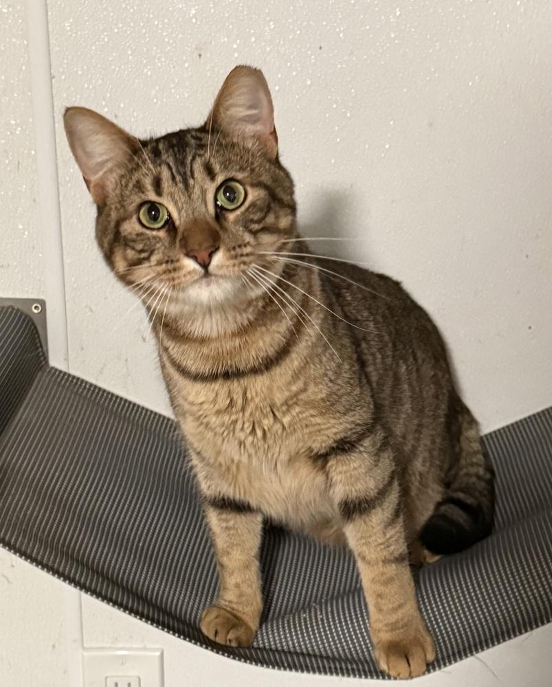 Enlarge Tiger, a Adoptable Tabby in Bonifay, FL image 1/6