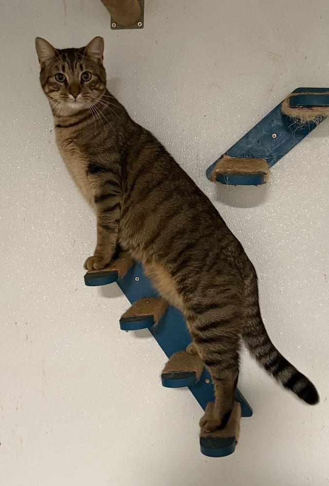 Enlarge Tiger, a Adoptable Tabby in Bonifay, FL image 2/6