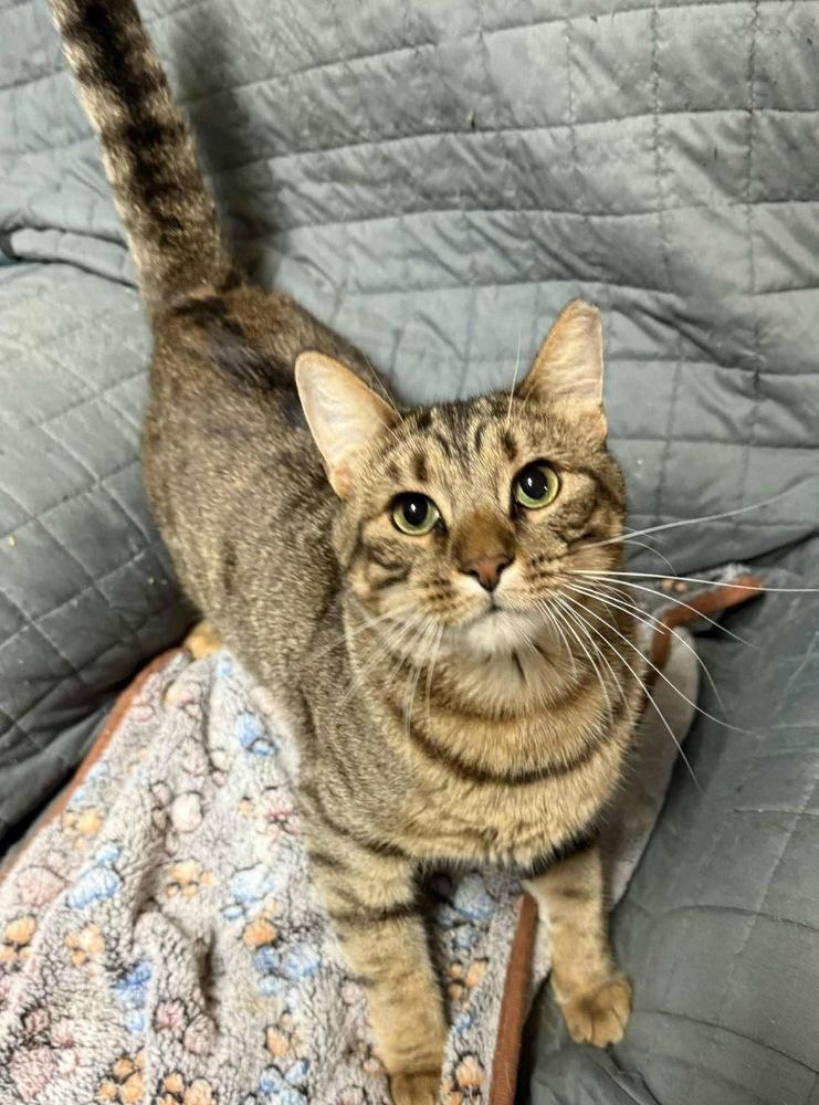 Enlarge Tiger, a Adoptable Tabby in Bonifay, FL image 4/6