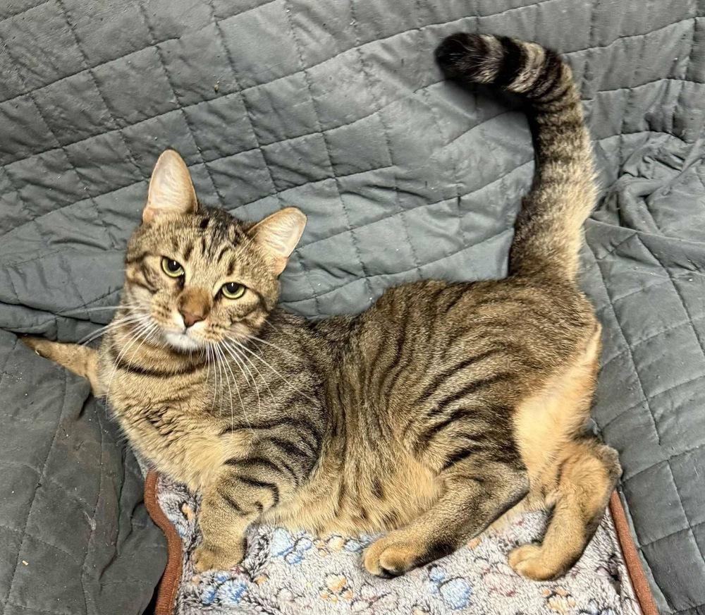 Enlarge Tiger, a Adoptable Tabby in Bonifay, FL image 5/6
