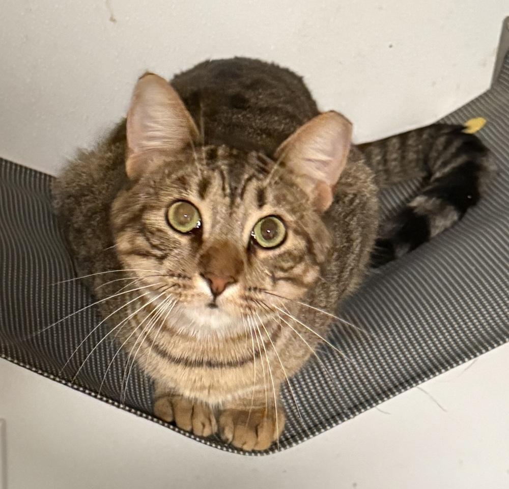 Enlarge Tiger, a Adoptable Tabby in Bonifay, FL image 6/6