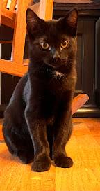 Enlarge Lulu, a Adoptable Domestic Short Hair in Hillsboro, OR image 2/6